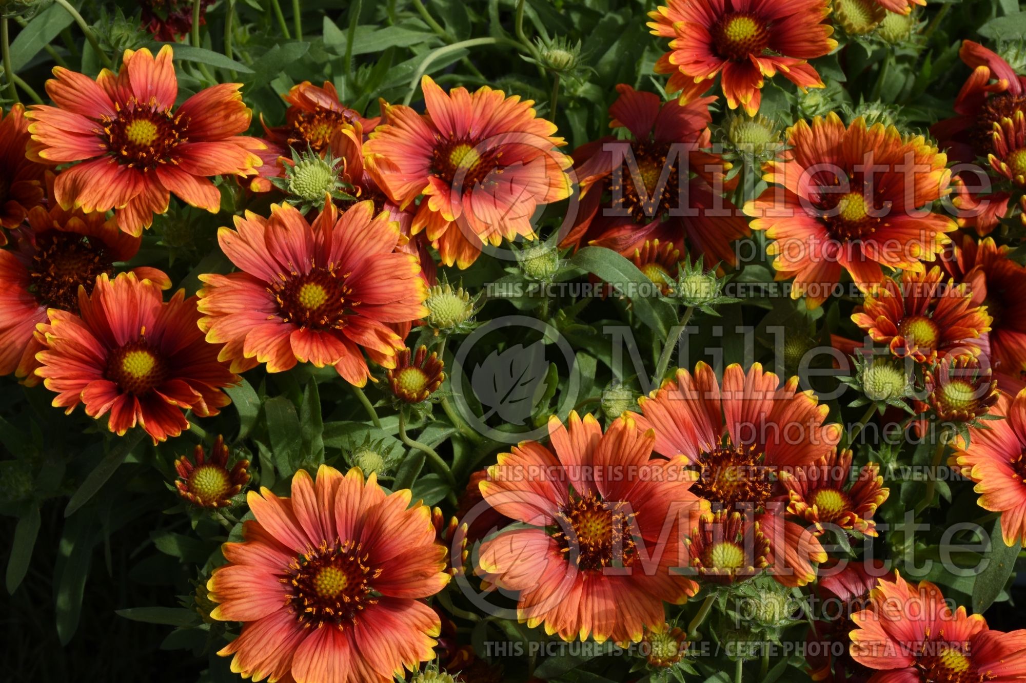 Gaillardia Heat it Up Scarlet (Blanket Flower) 1
