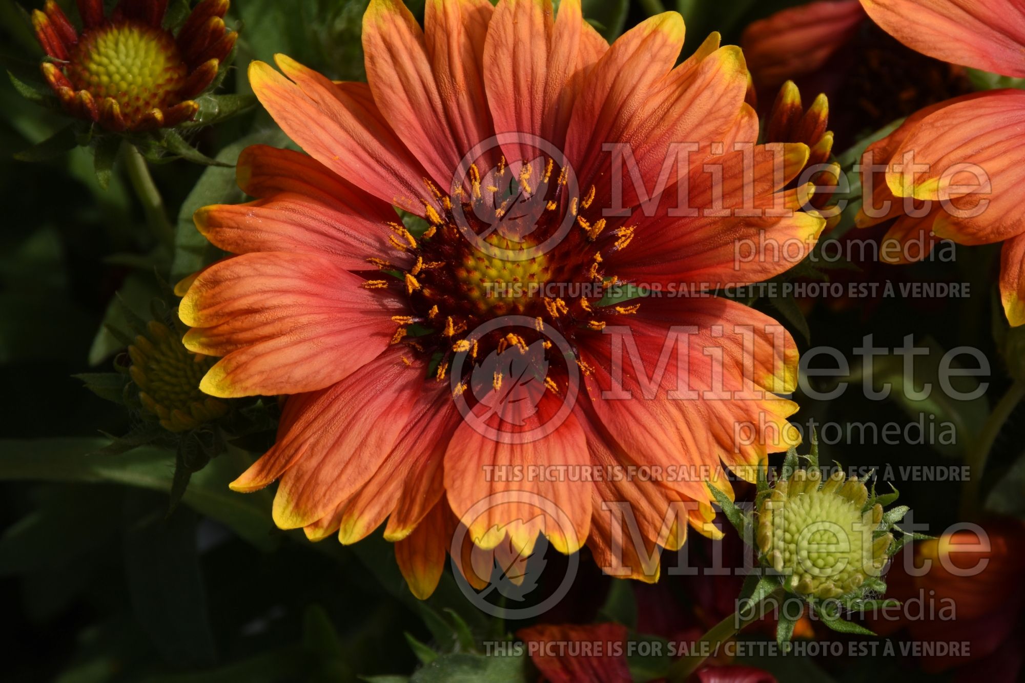 Gaillardia Heat it Up Scarlet (Blanket Flower) 2