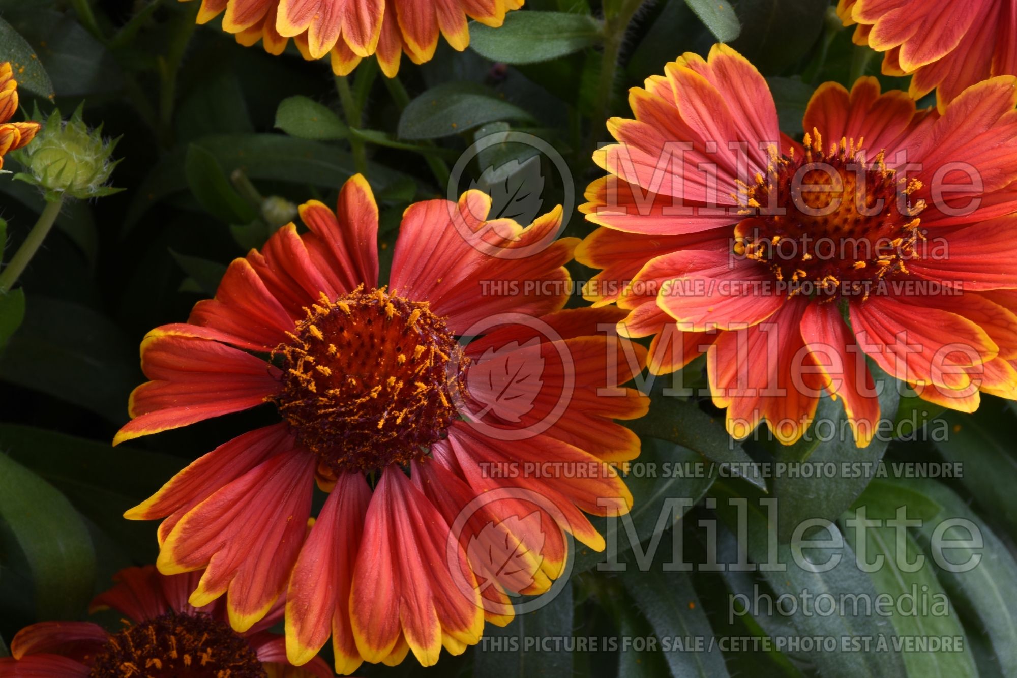 Gaillardia SpinTop Yellow Touch (Blanket Flower) 2