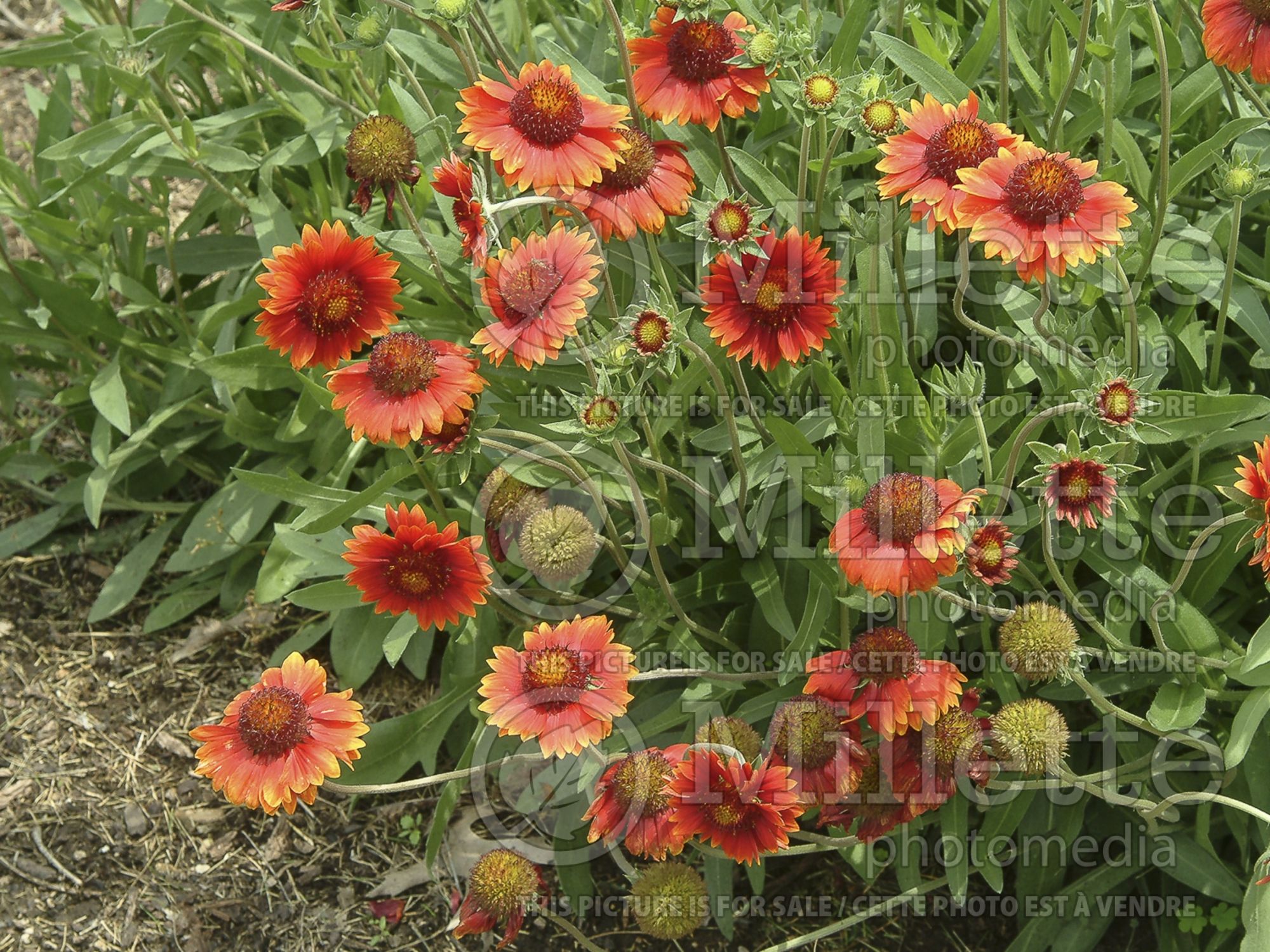 Gaillardia Tokajer (Blanket Flower) 1