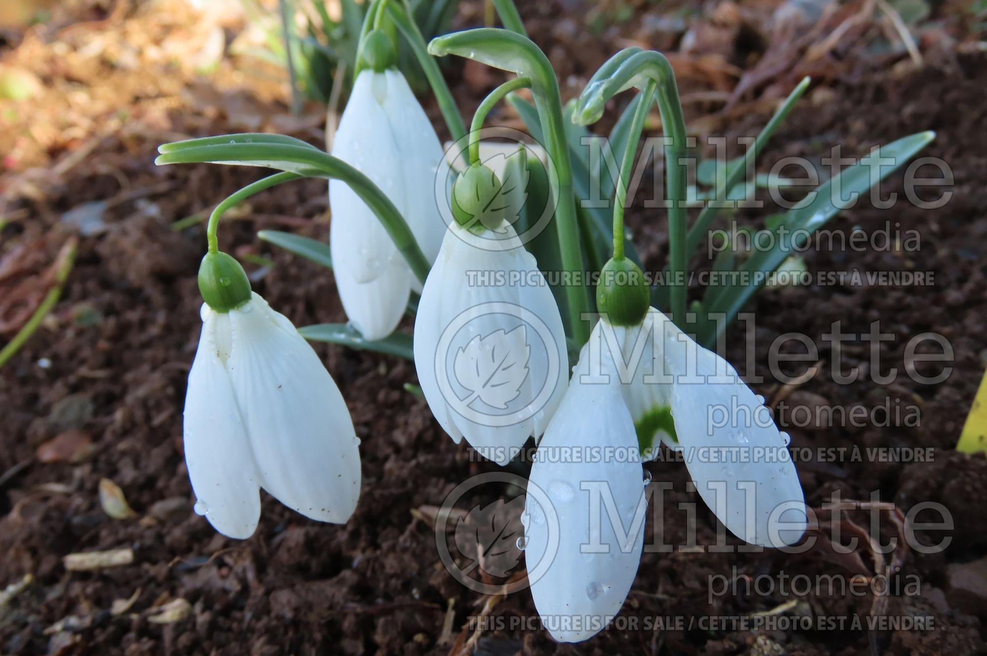 Galanthus Little Ben (Snowdrop) 1