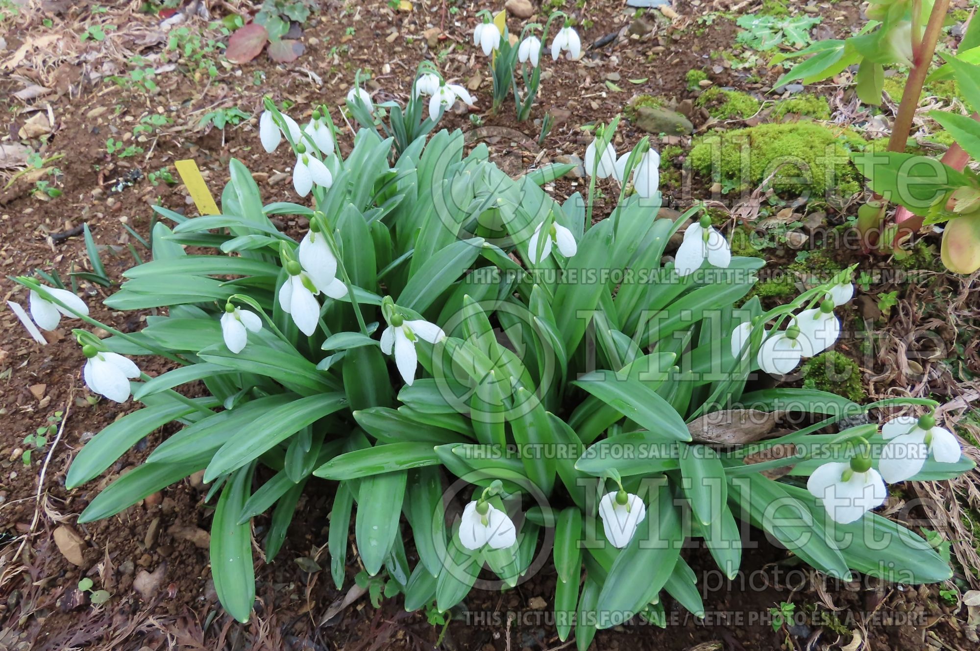 Galanthus Augustus (Snowdrop) 1