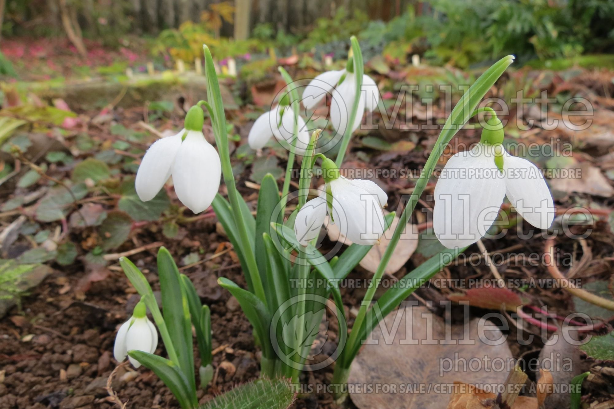 Galanthus Three Ships (Snowdrop) 1