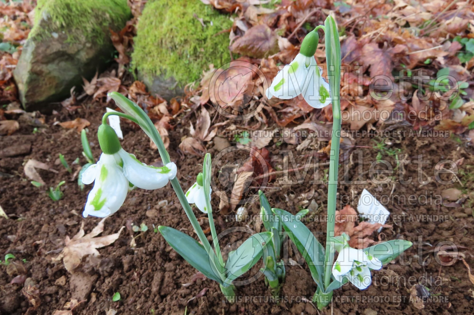 Galanthus Trimmer (Snowdrop) 1