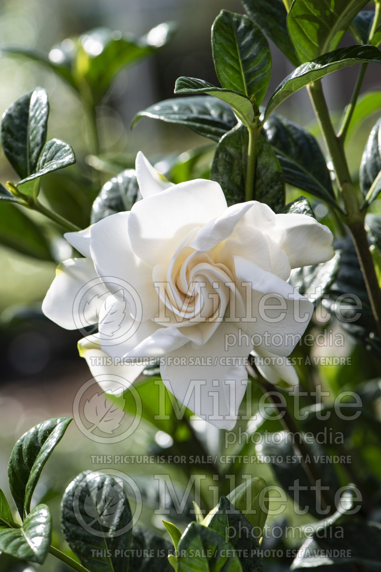 Gardenia Aimee (Cape jasmine) 1