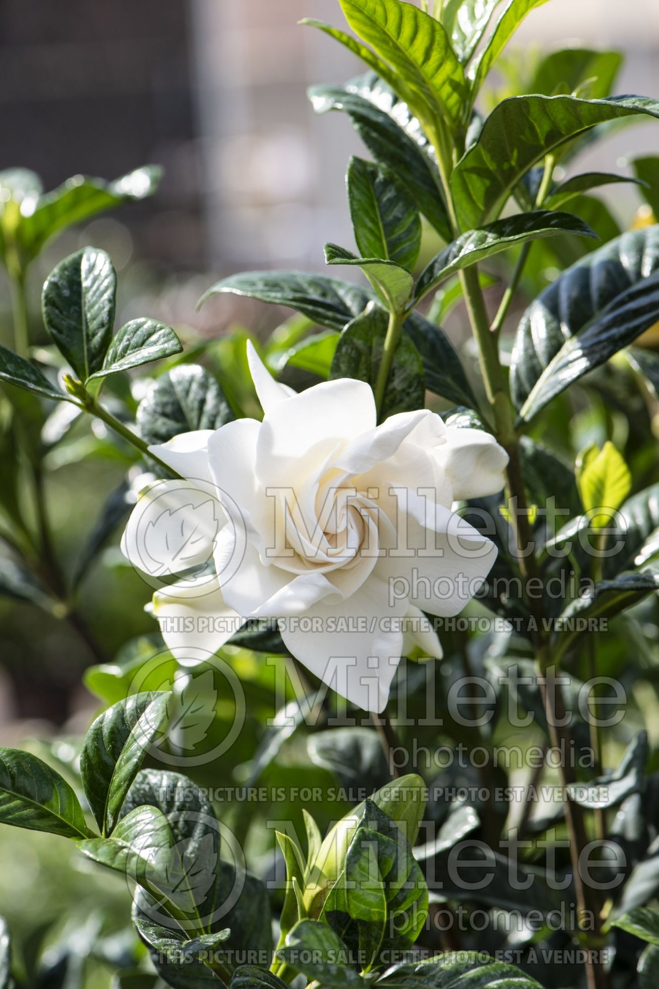 Gardenia Aimee (Cape jasmine) 2