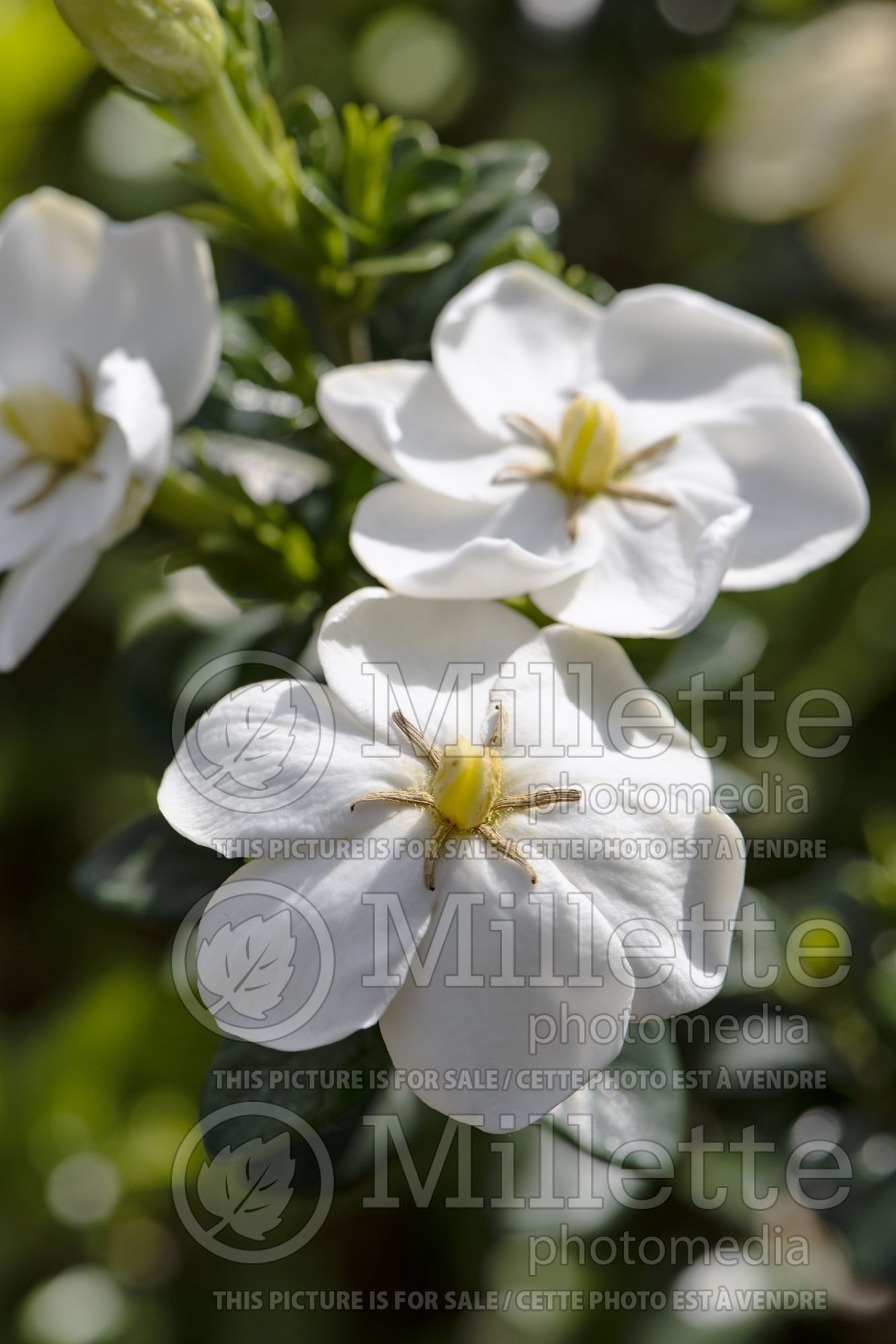 Gardenia Daisy (Cape jasmine) 1