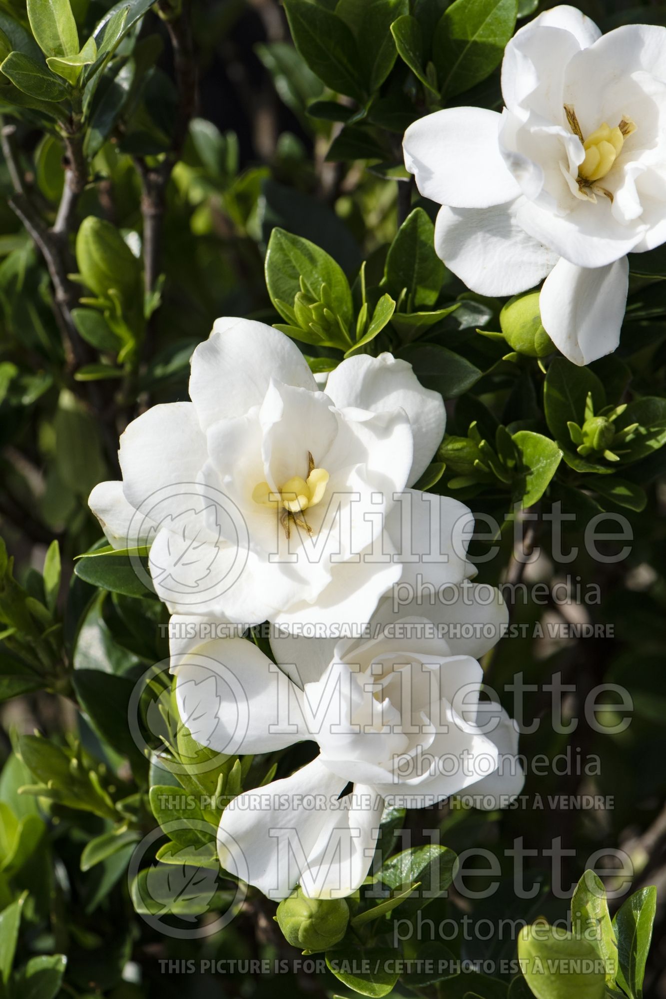 Gardenia Jubilation (Cape jasmine) 1