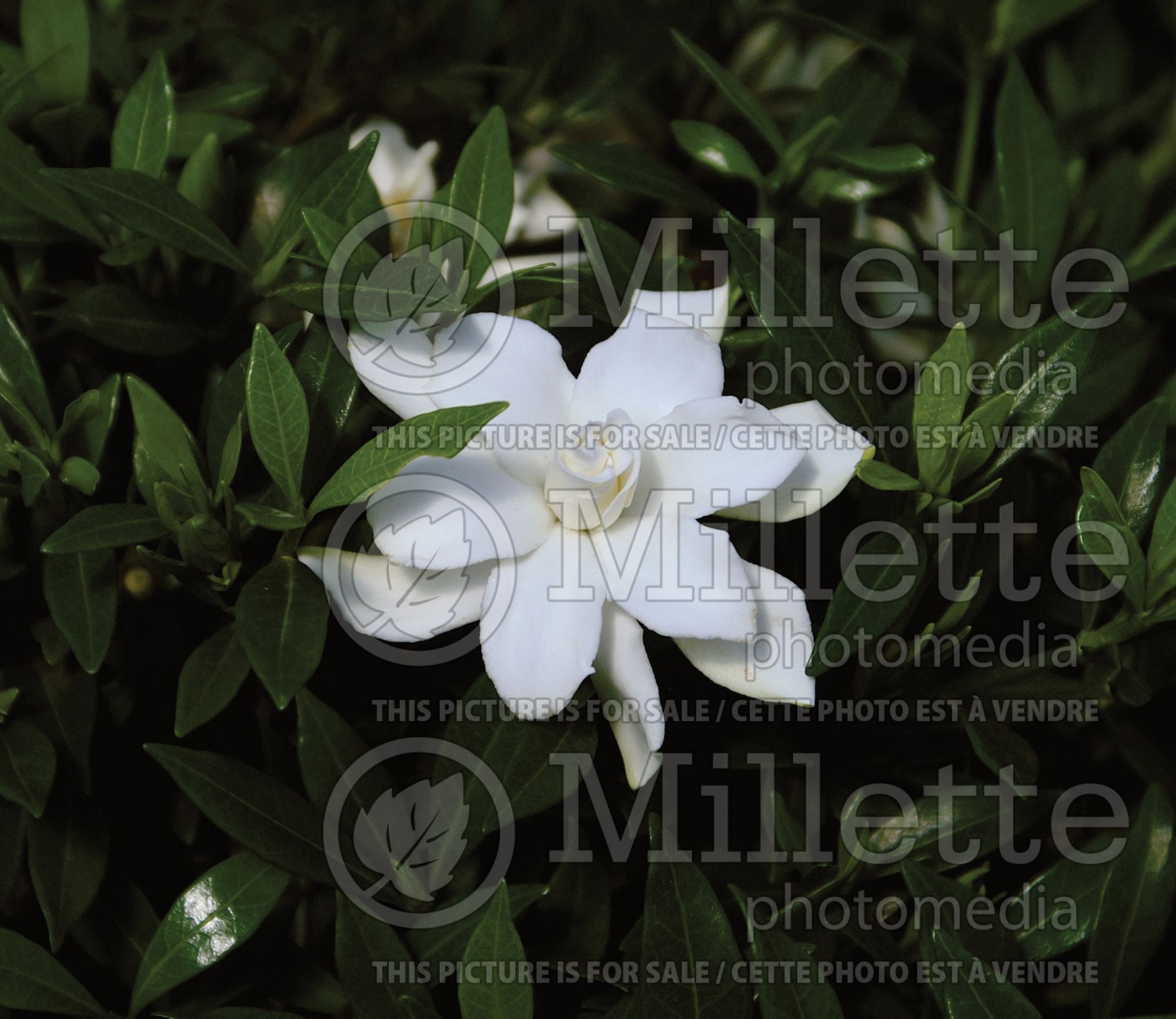 Gardenia Radicans (Cape jasmine) 1