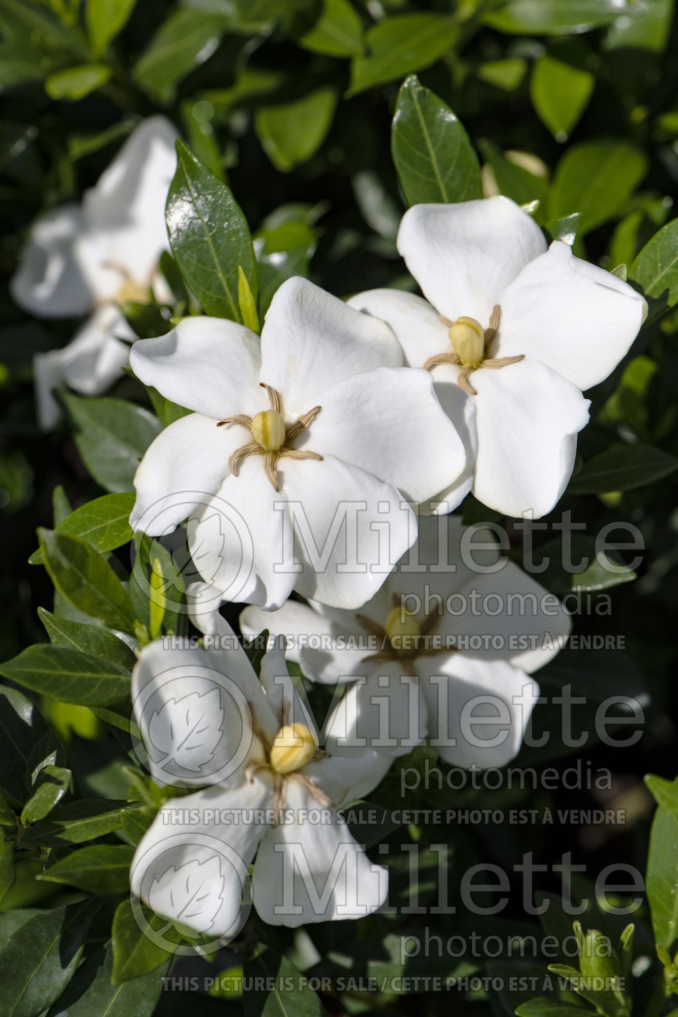 Gardenia Sweetheart (Cape jasmine) 1