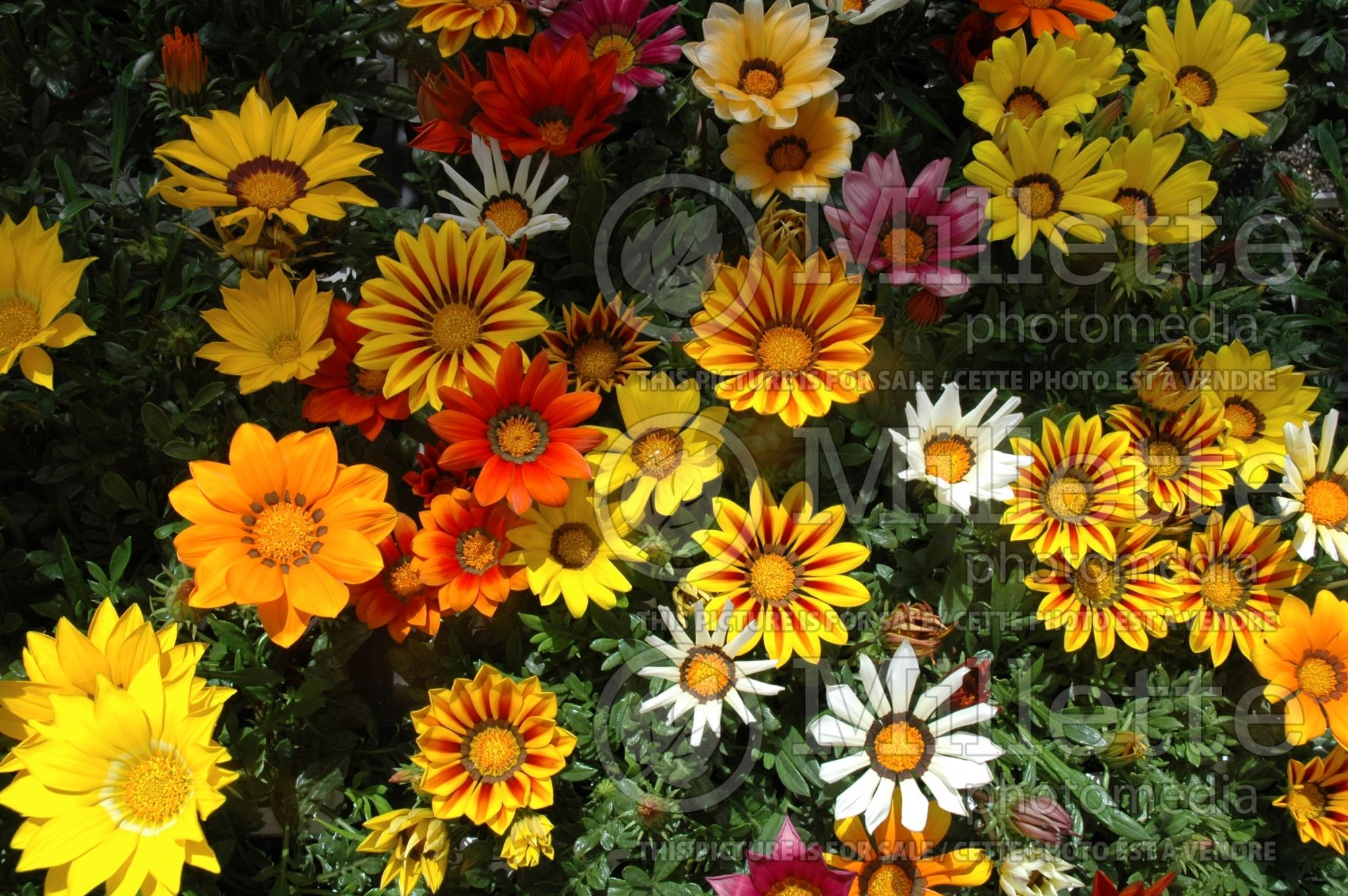 Gazania Mix (Gazania) 1