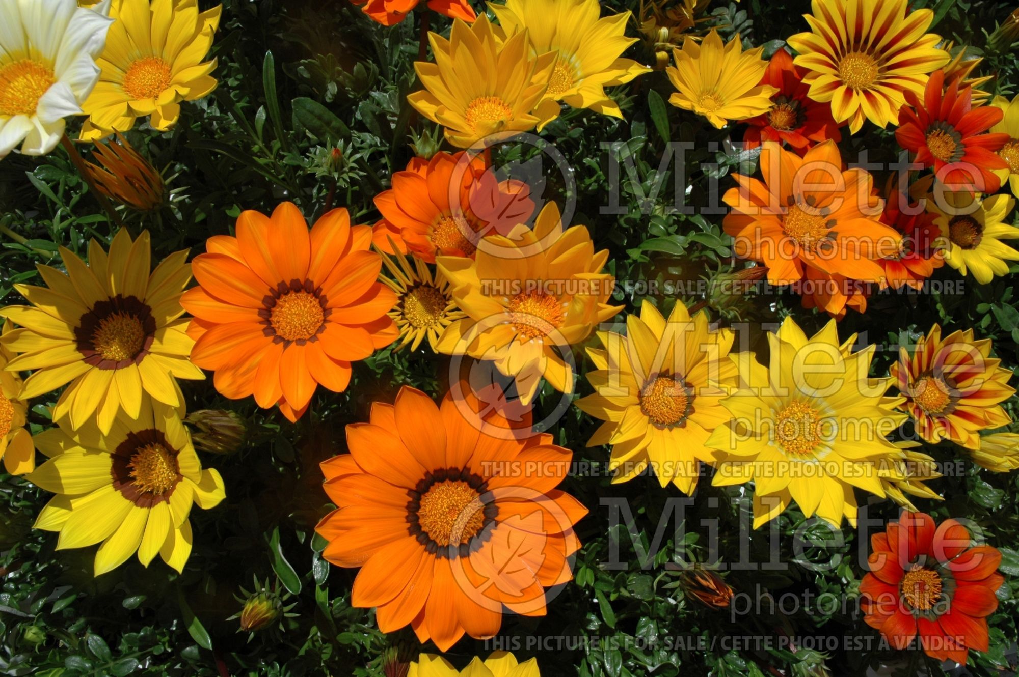 Gazania Mix (Gazania) 2
