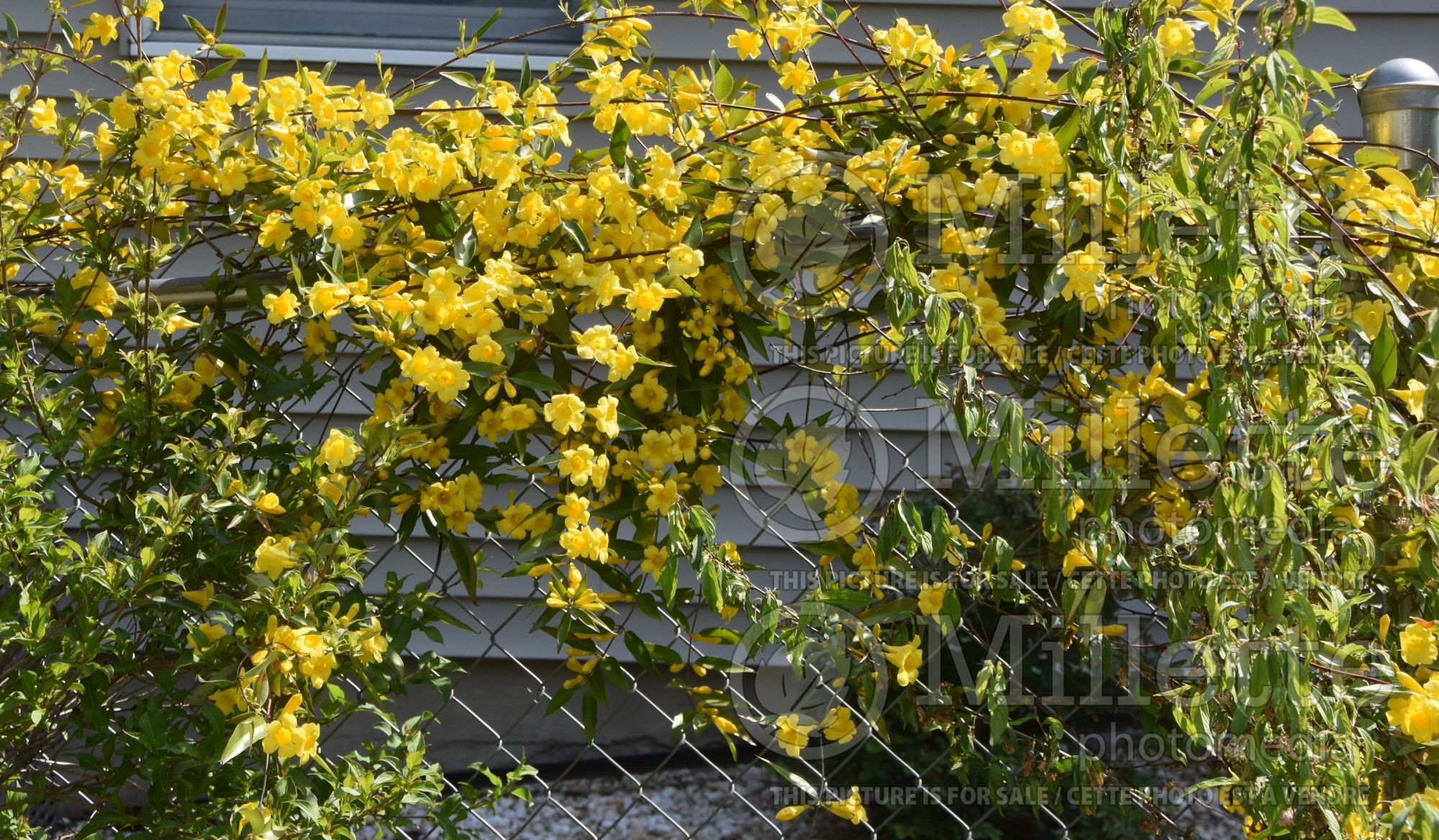 Gelsemium sempervirens (false jasmine or false jessamine) 7
