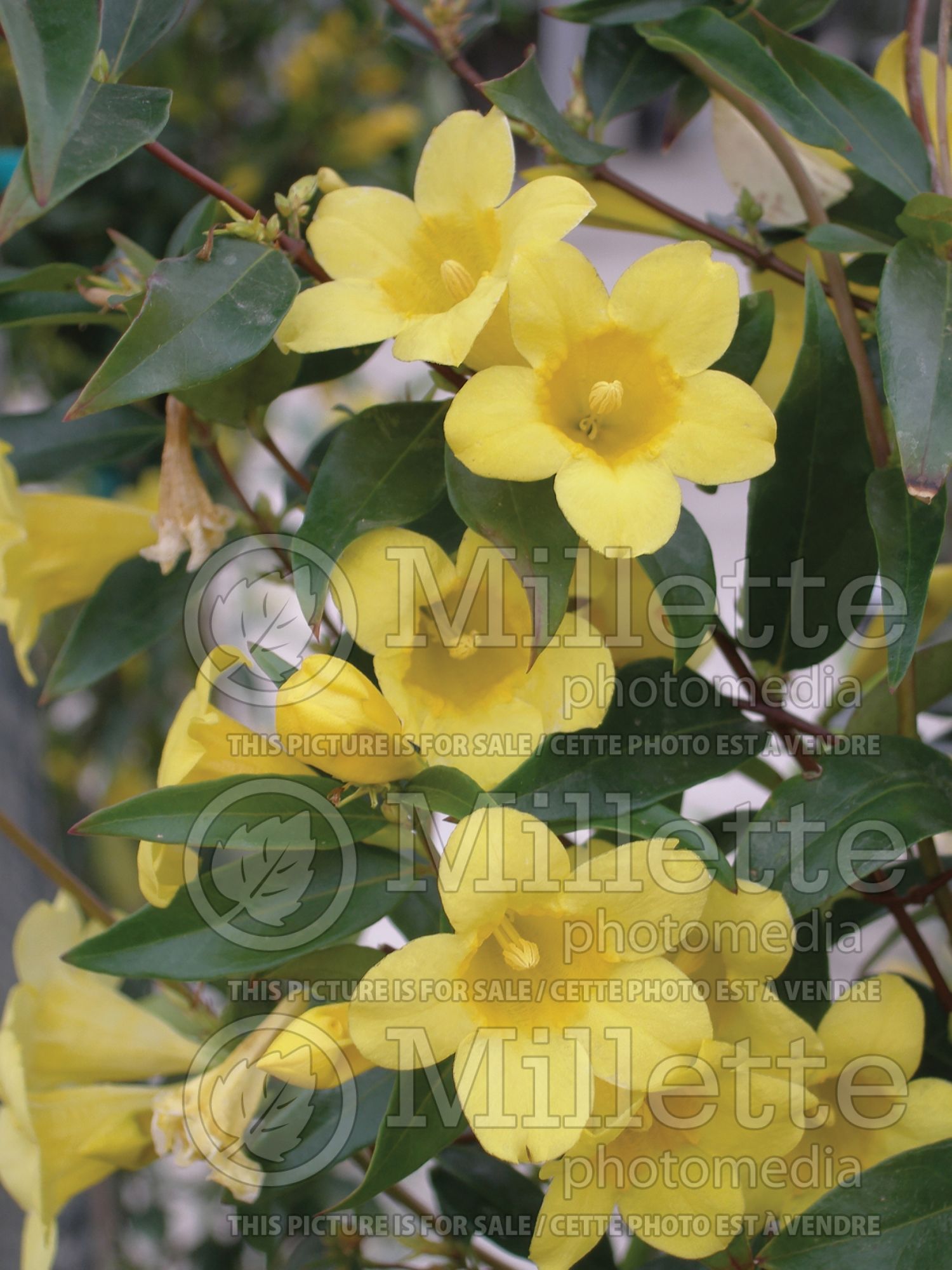 Gelsemium sempervirens (false jasmine or false jessamine) 5
