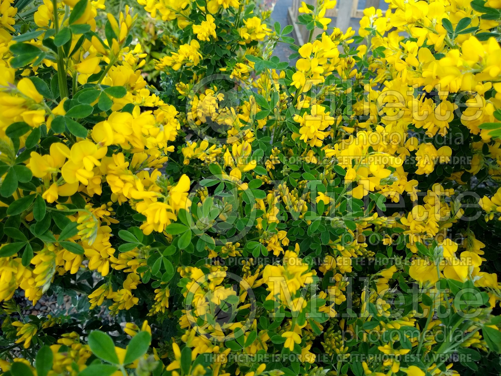 Genista spachiana (Dyer's Greenwood ) 1