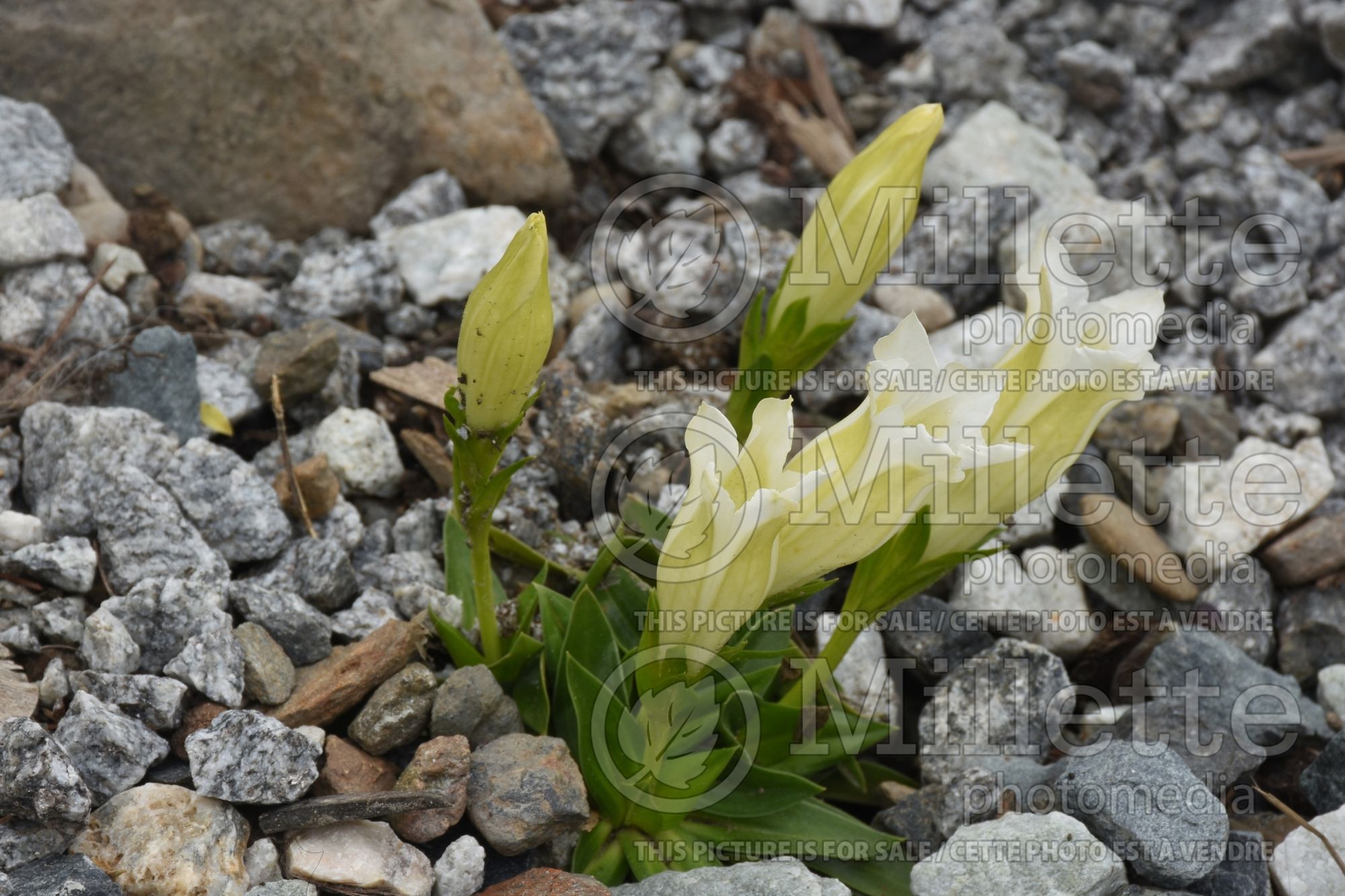 Gentiana (summer gentian) 1