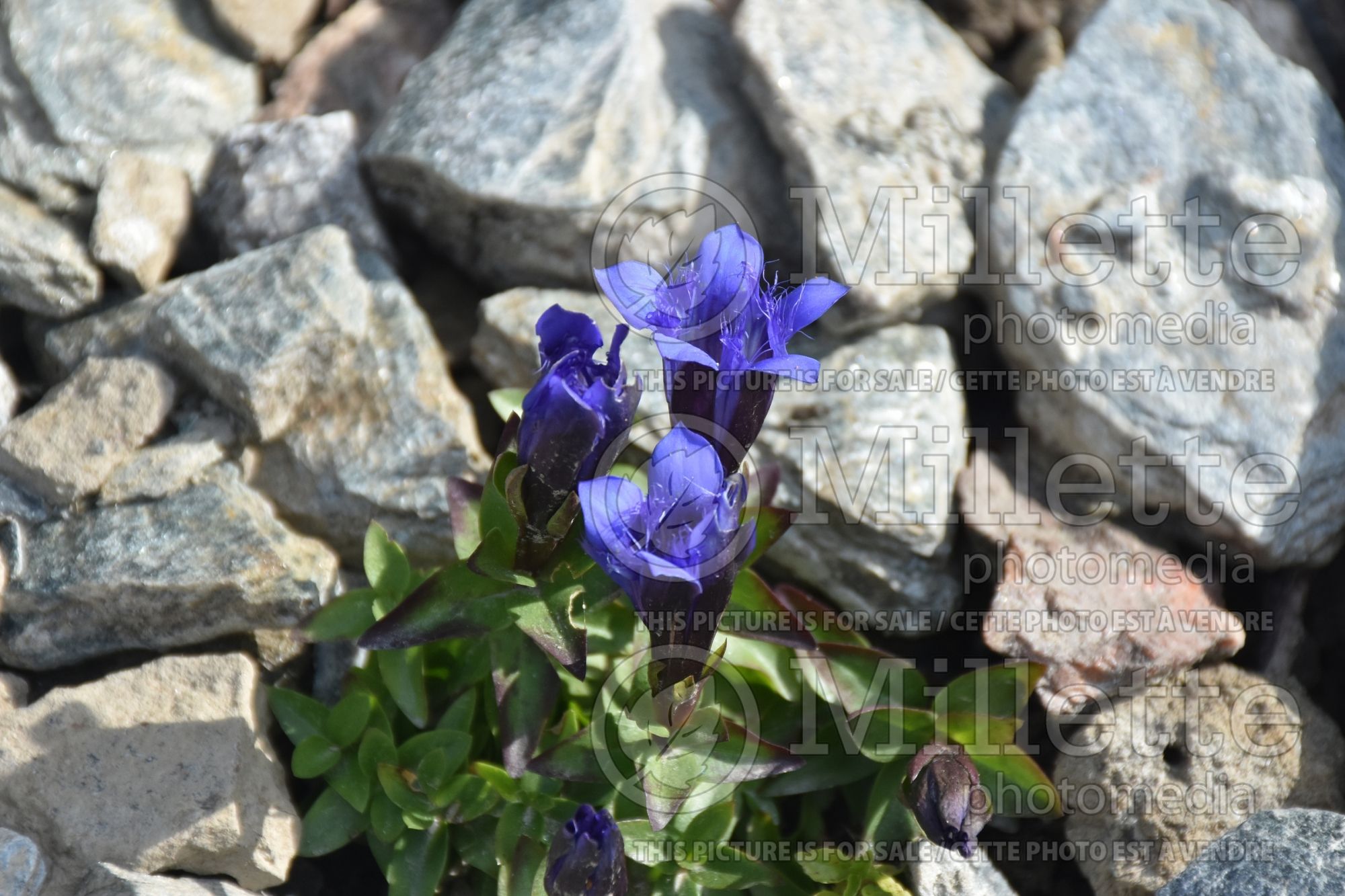 Gentiana Bella Alpinella (summer gentian) 1