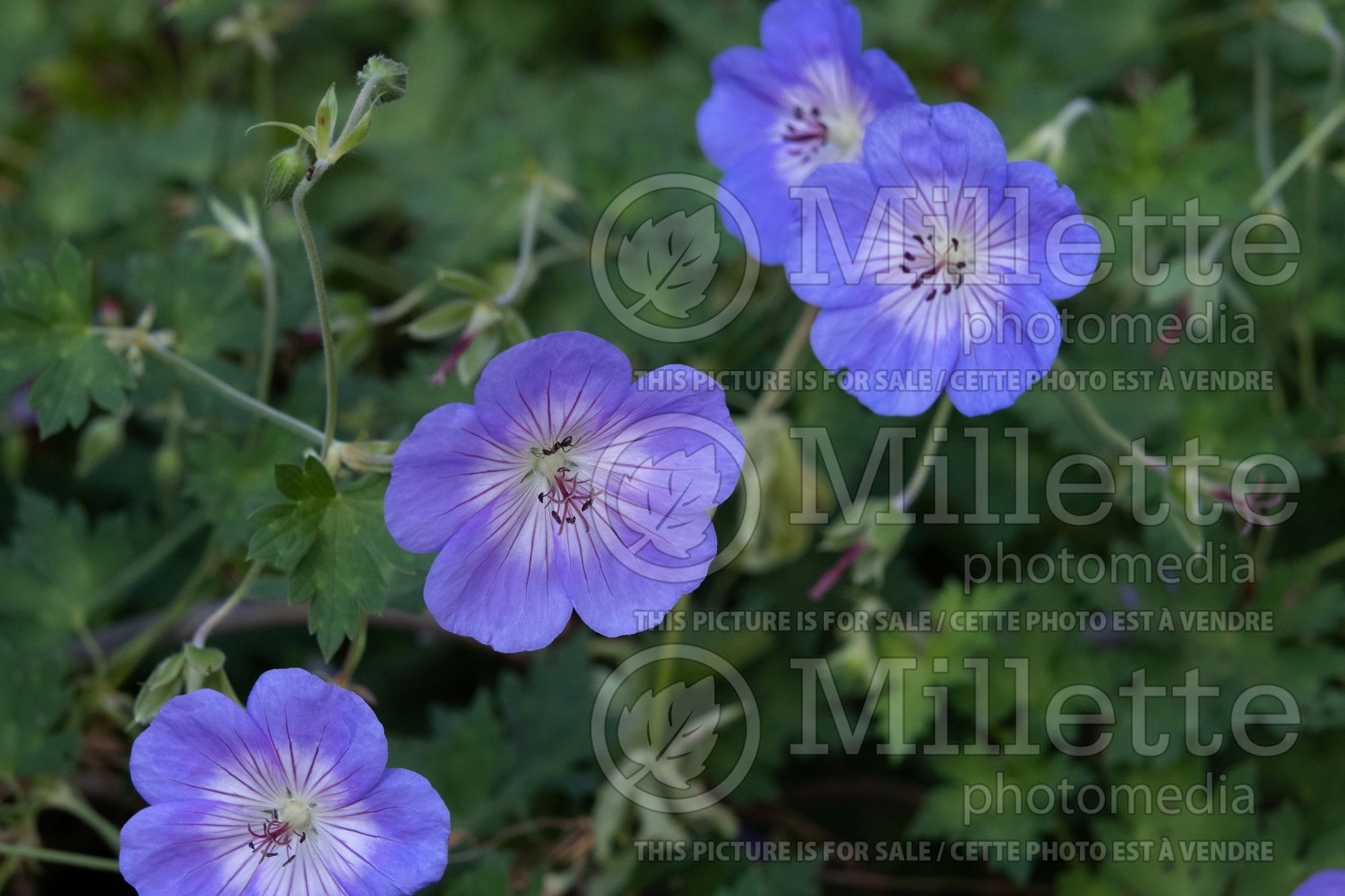 Geranium Azure Rush (Pelargonium Geranium) 2