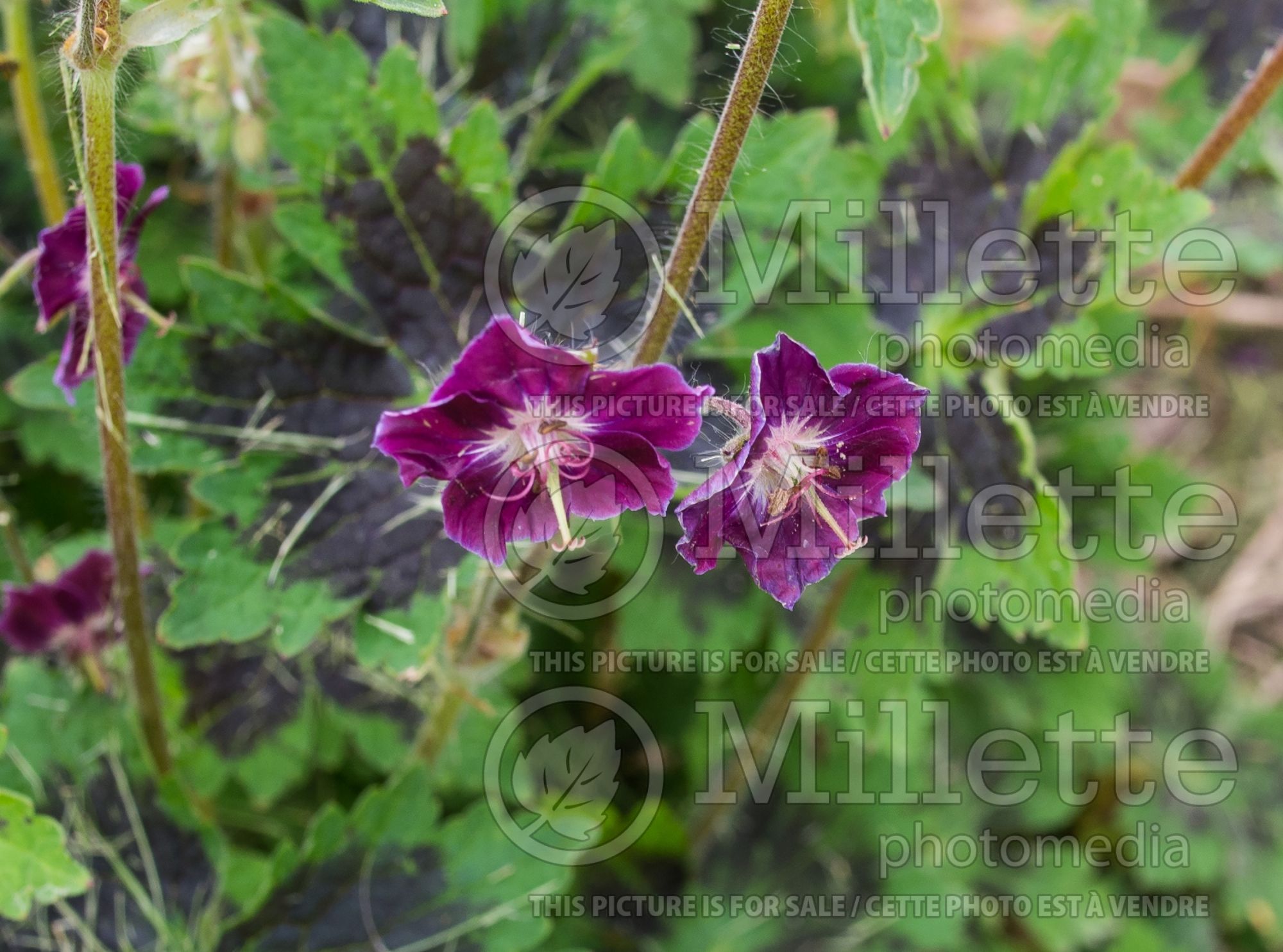 Geranium Samobor (Cranesbill) 2