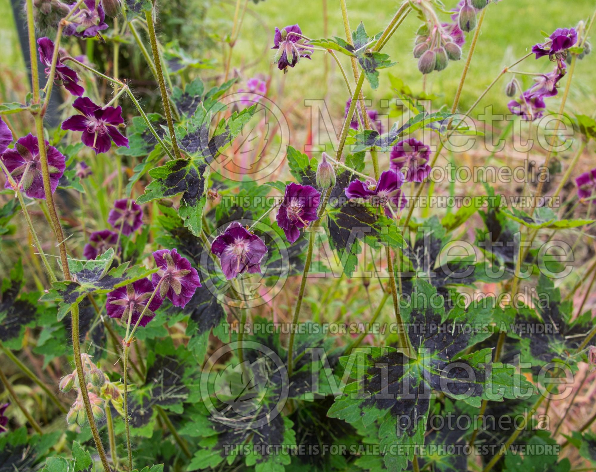 Geranium Samobor (Cranesbill) 3