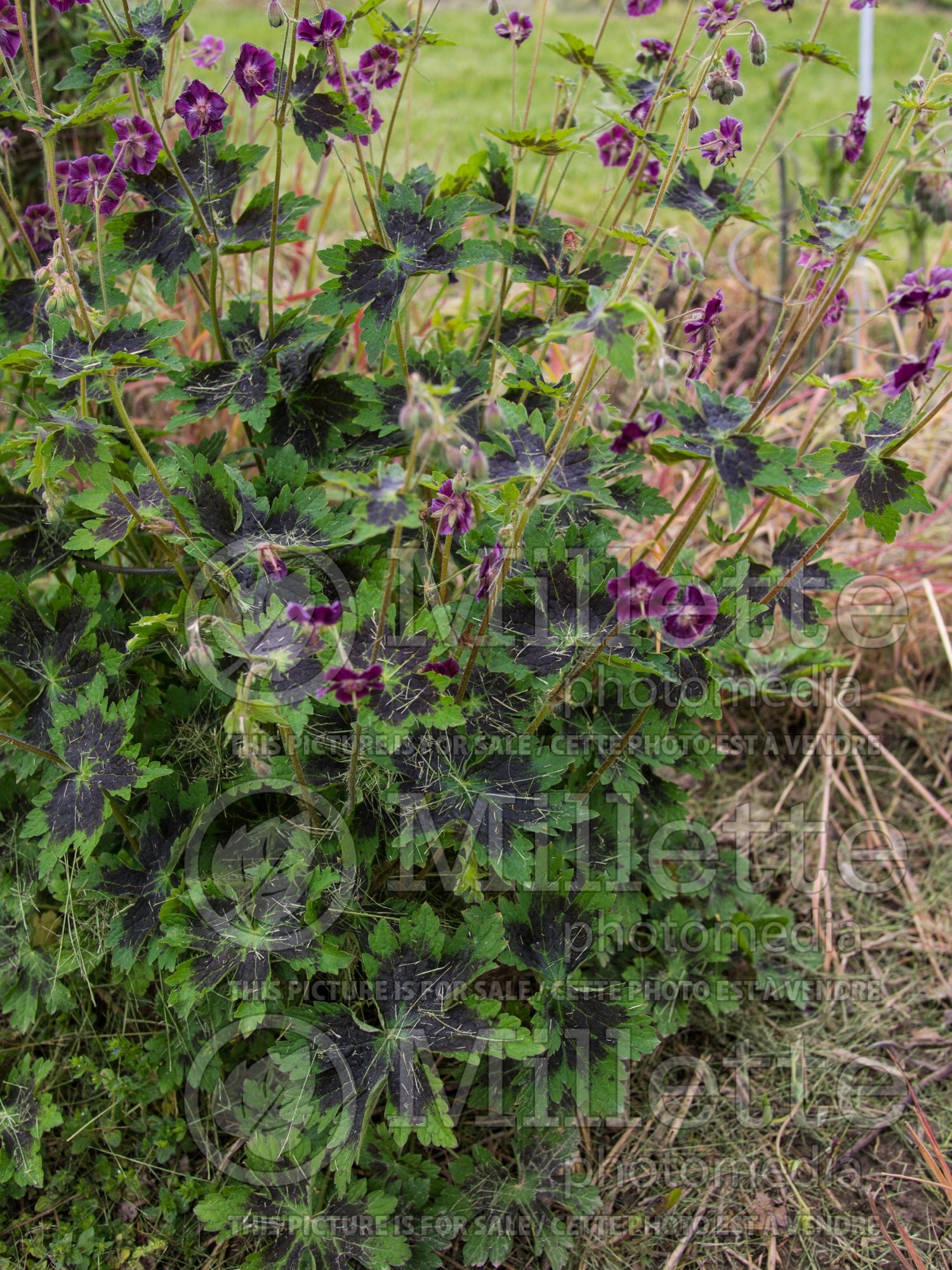 Geranium Samobor (Cranesbill) 4