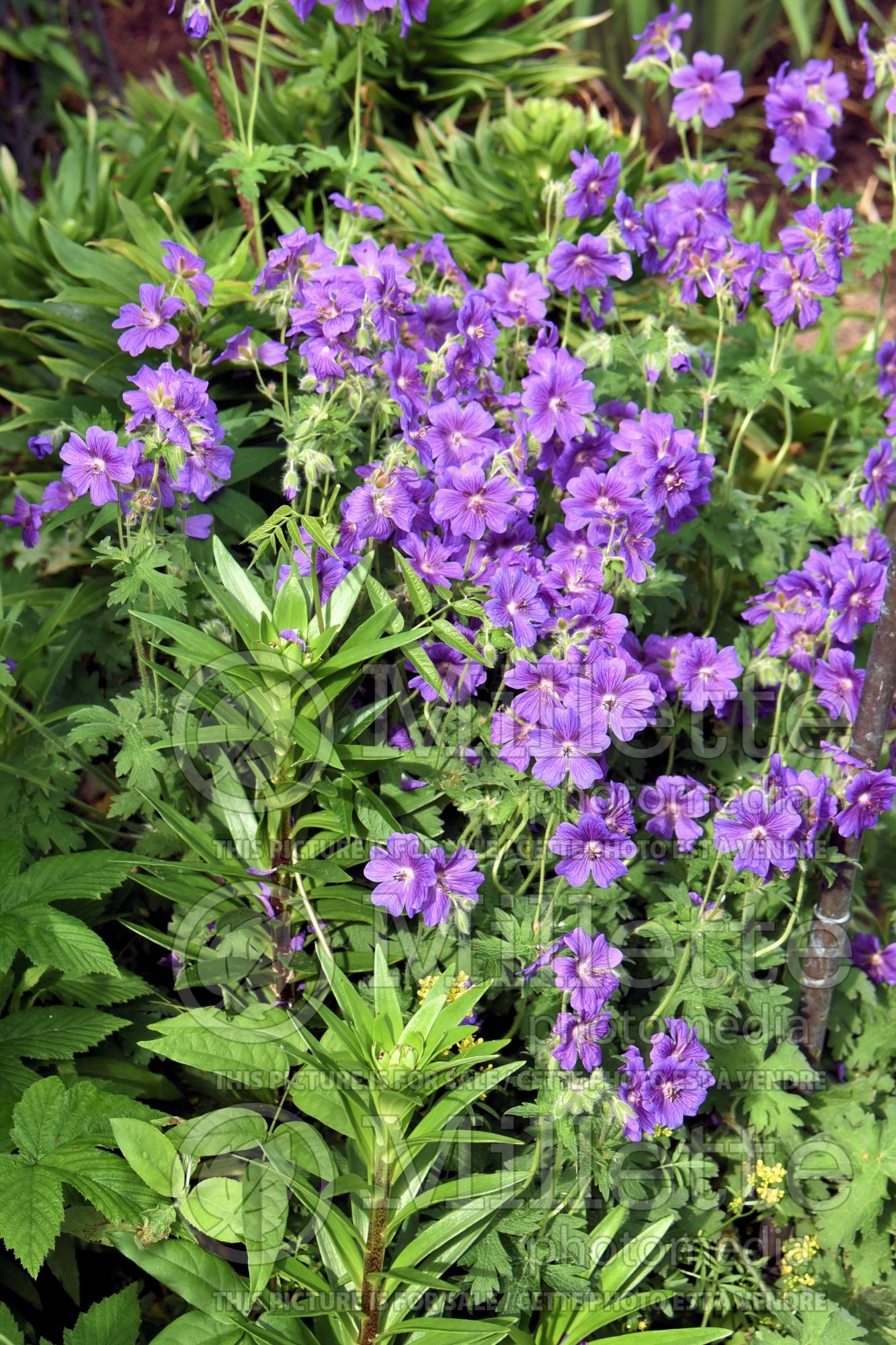 Geranium Philippe Vapelle (Cranesbill) 1