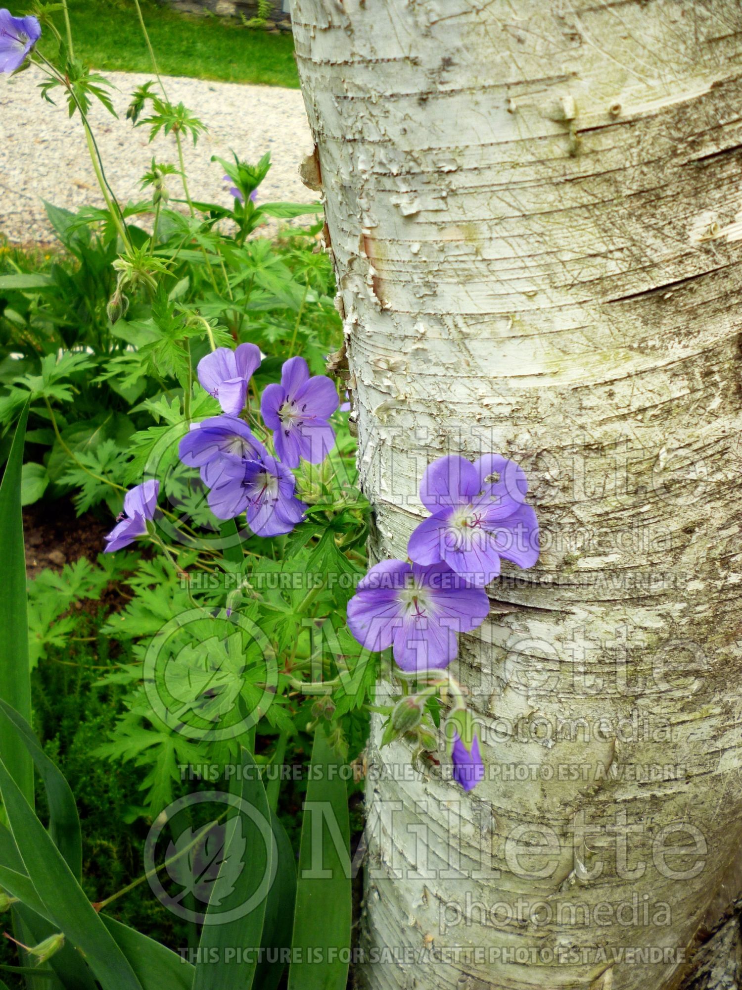 Geranium Philippe Vapelle (Cranesbill) 2