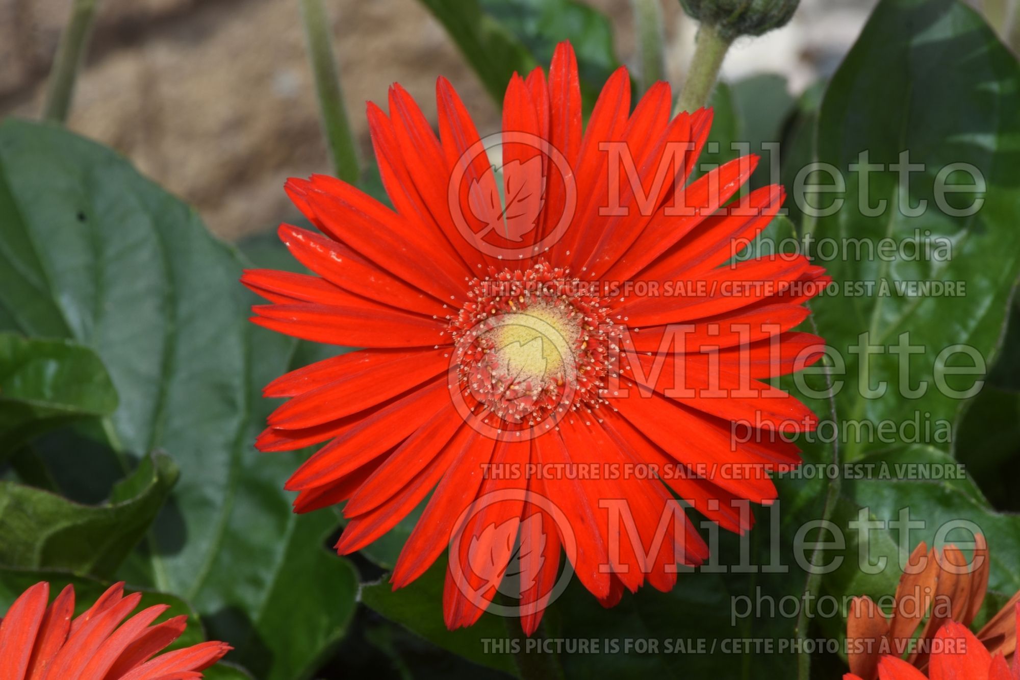 Gerbera Garvinea Sweet Love (Gerbera) 1