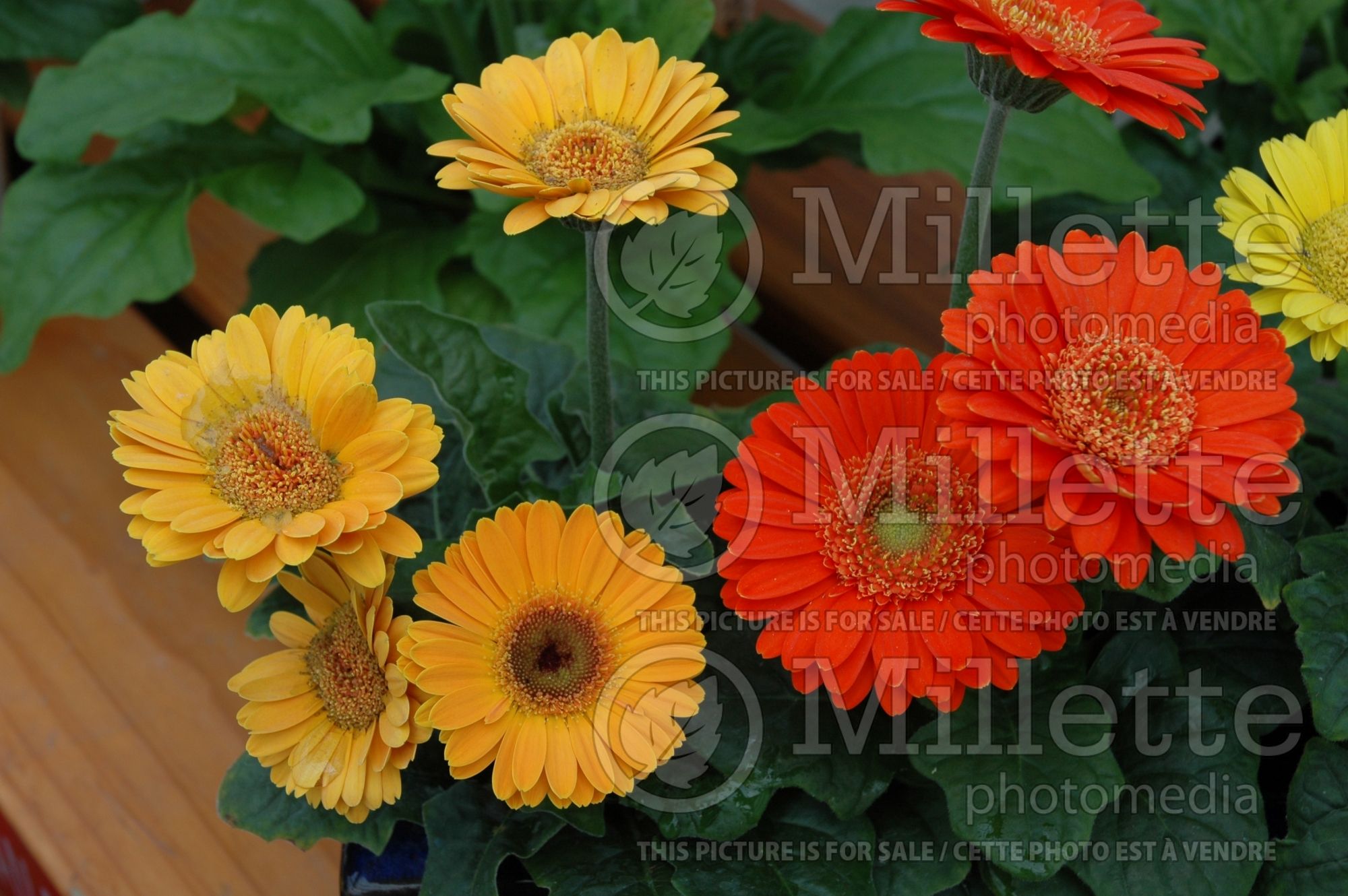 Gerbera - Mix (Gerbera) 1