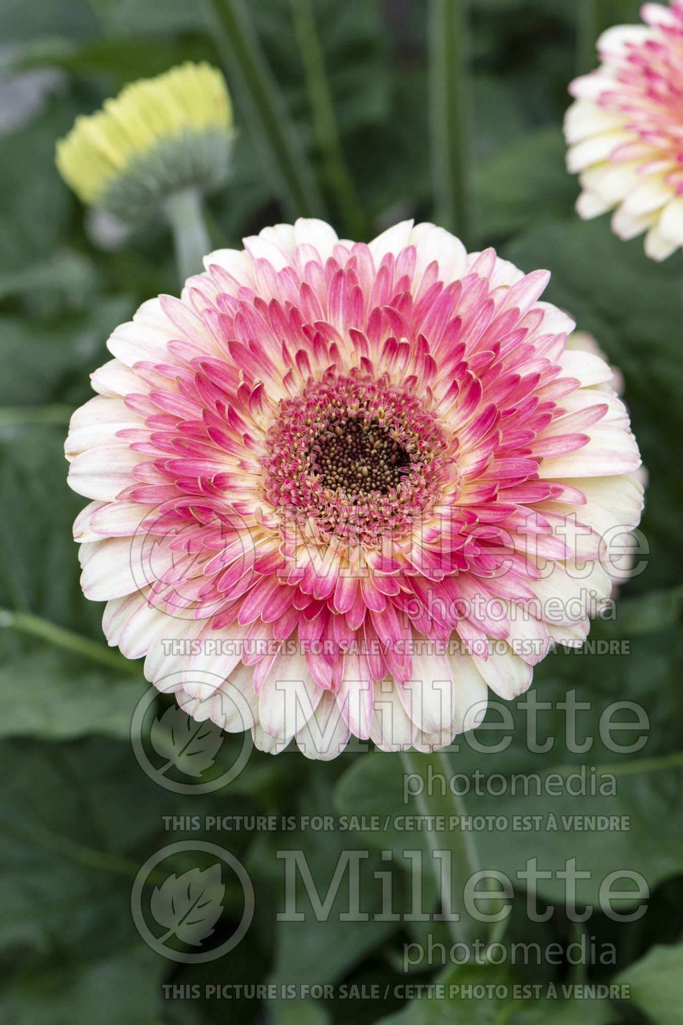 Gerbera Patio Karoo (Gerbera) 1