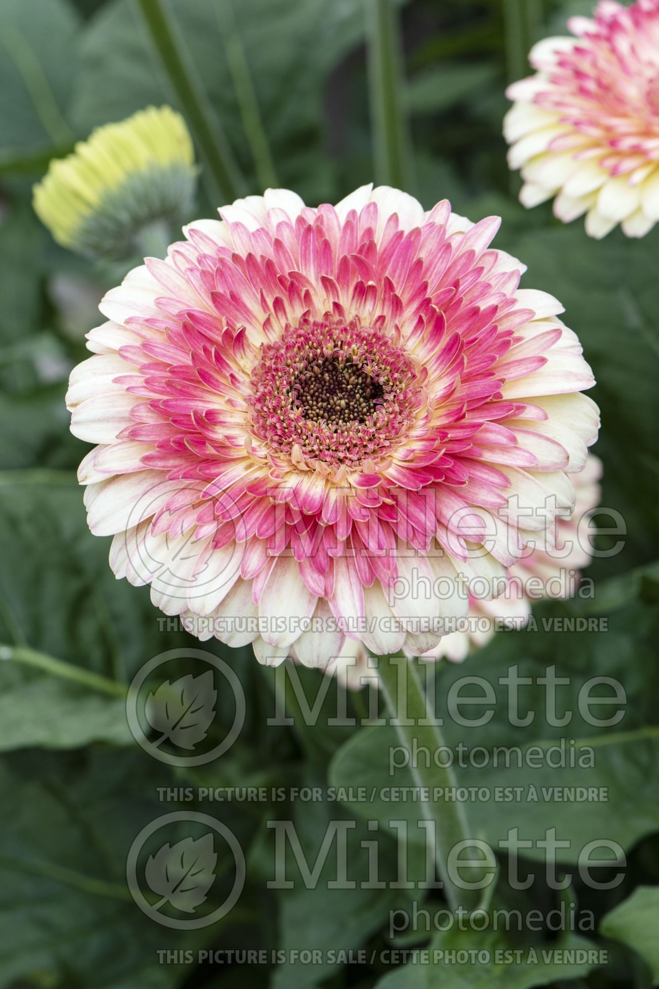 Gerbera Patio Karoo (Gerbera) 2