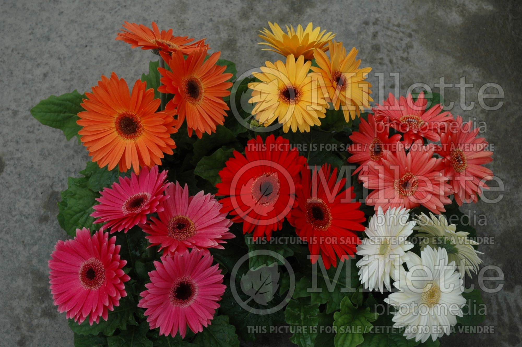 Gerbera en mélange (gerbera) 2