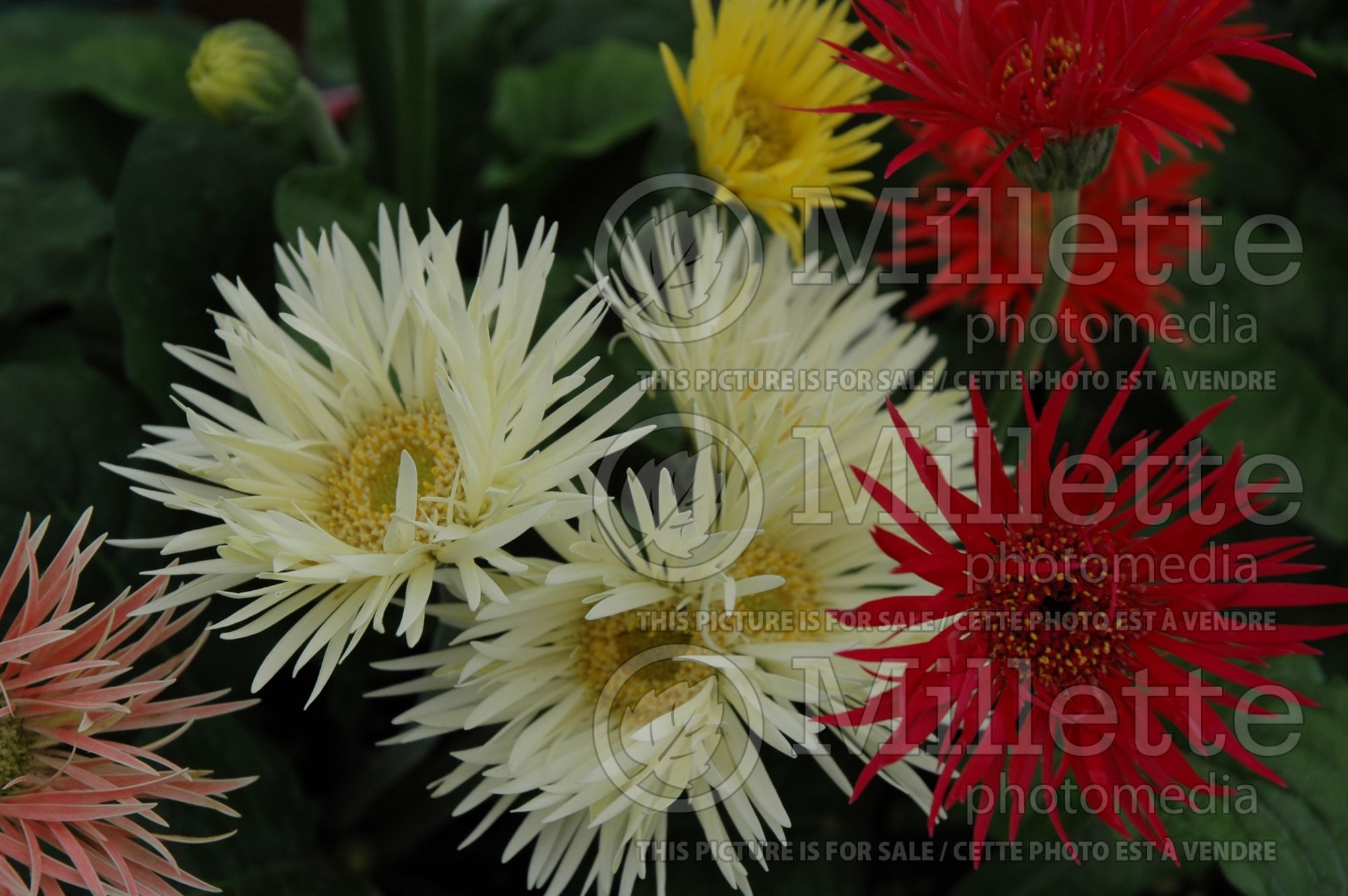 Gerbera - Mix (Gerbera) 3