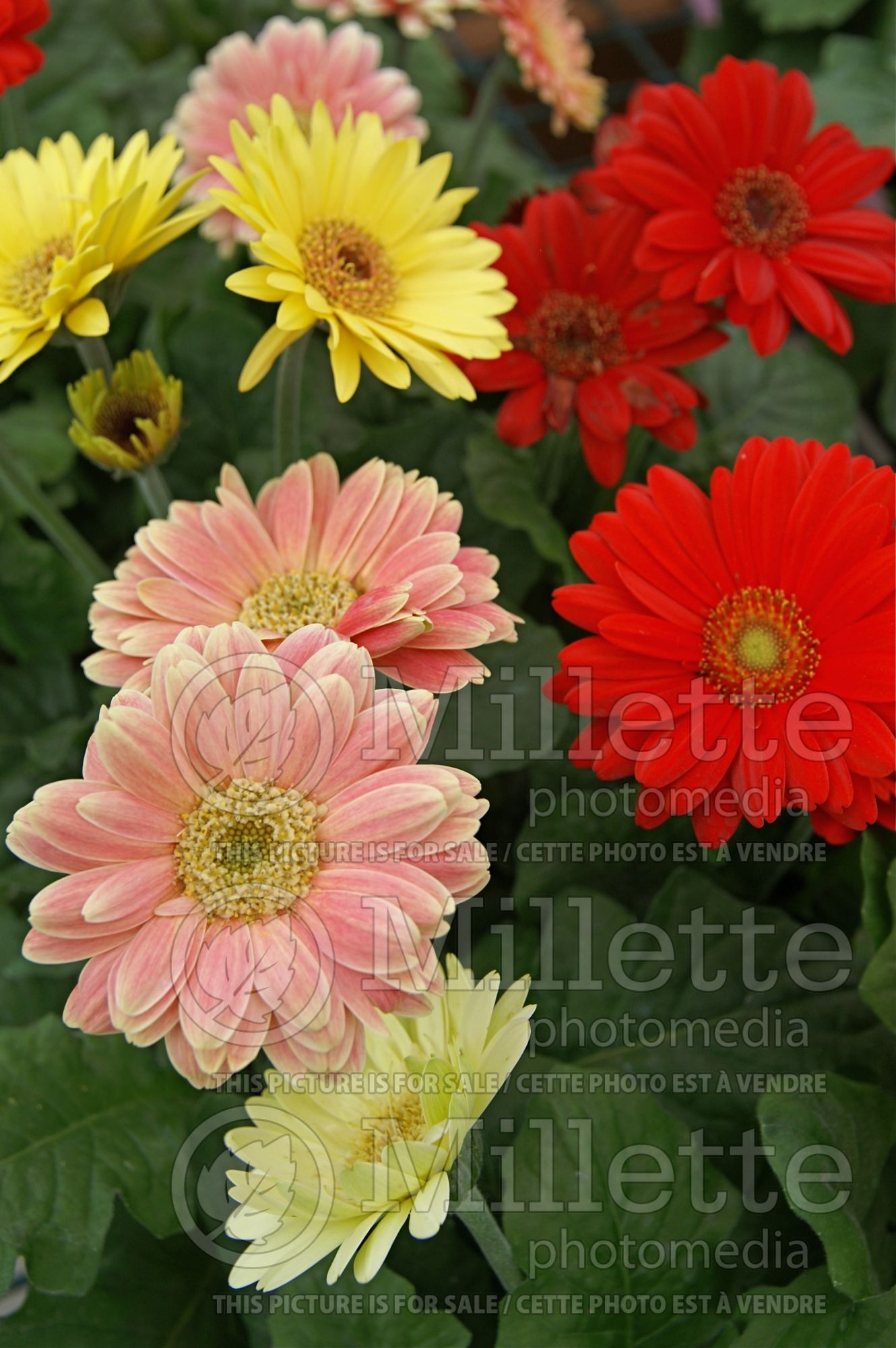 Gerbera - Mix (Gerbera) 4