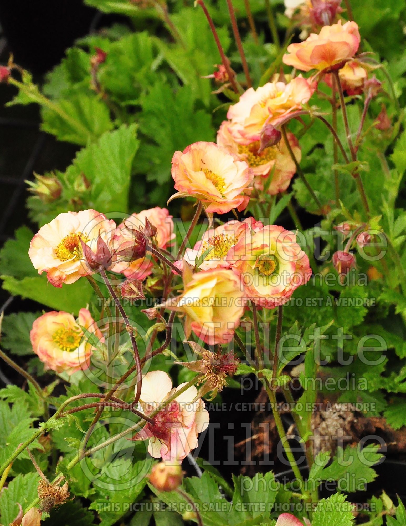 Geum Cocktail Cosmopolitan (avens) 4