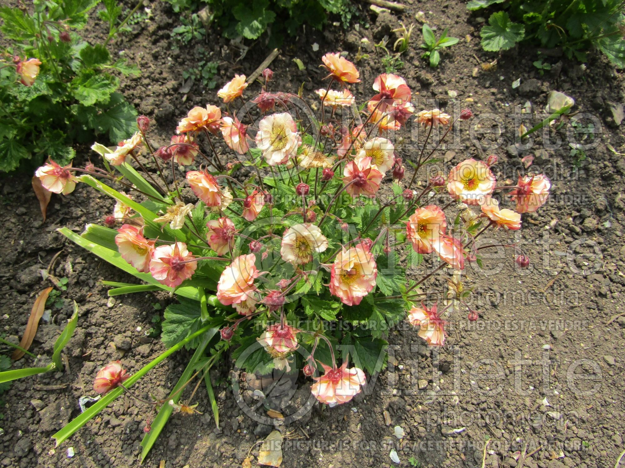Geum Cocktail Cosmopolitan (avens) 2