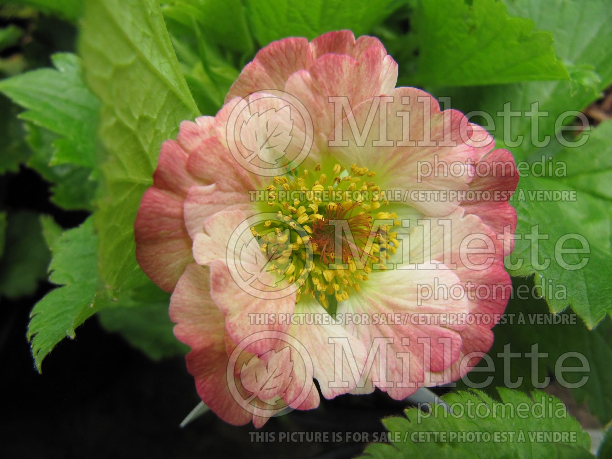 Geum Cocktail Cosmopolitan (avens) 3