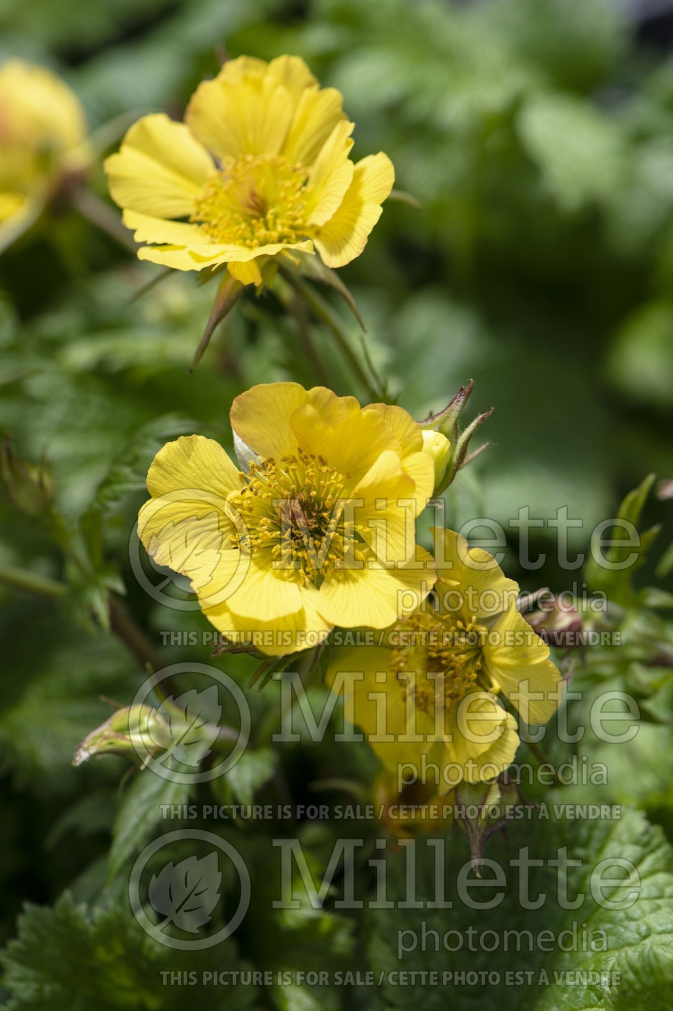 Geum Cocktails Banana Daiquiri (Avens, Geum) 3