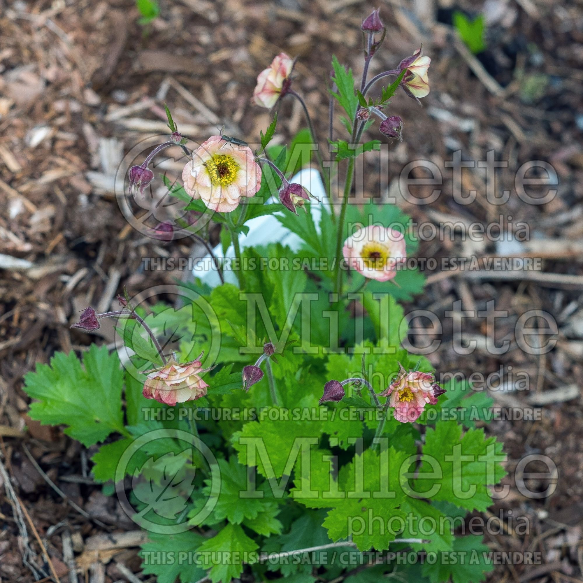 Geum Cocktail Cosmopolitain (avens) 1