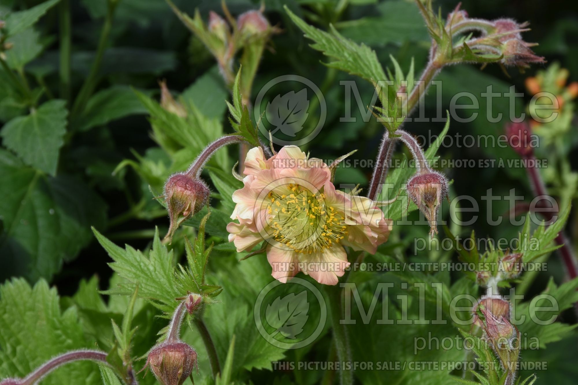 Geum Pretticoats Peach (avens) 1