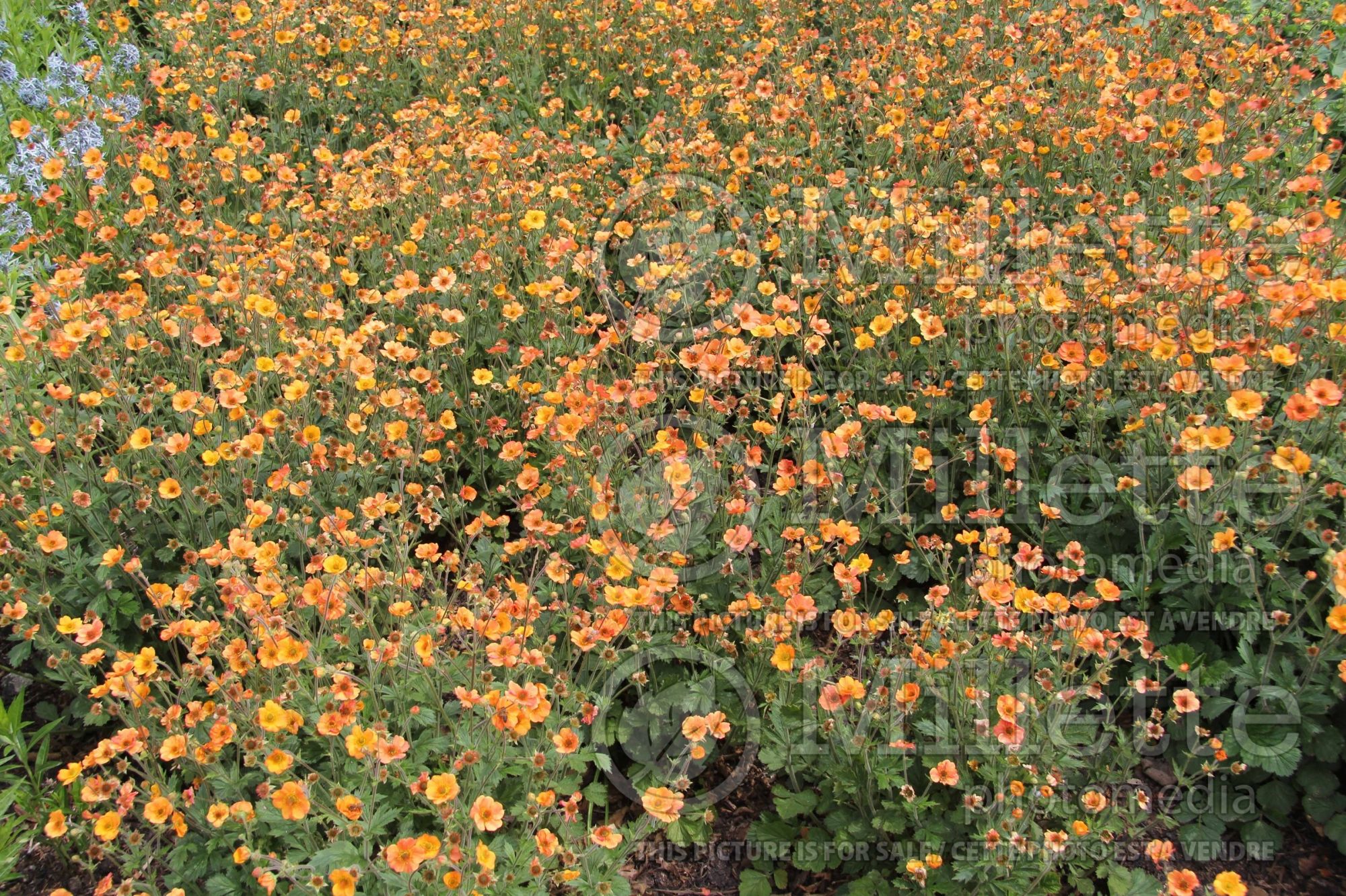Geum Totally Tangerine aka Tim's Tangerine (Avens, Geum) 4