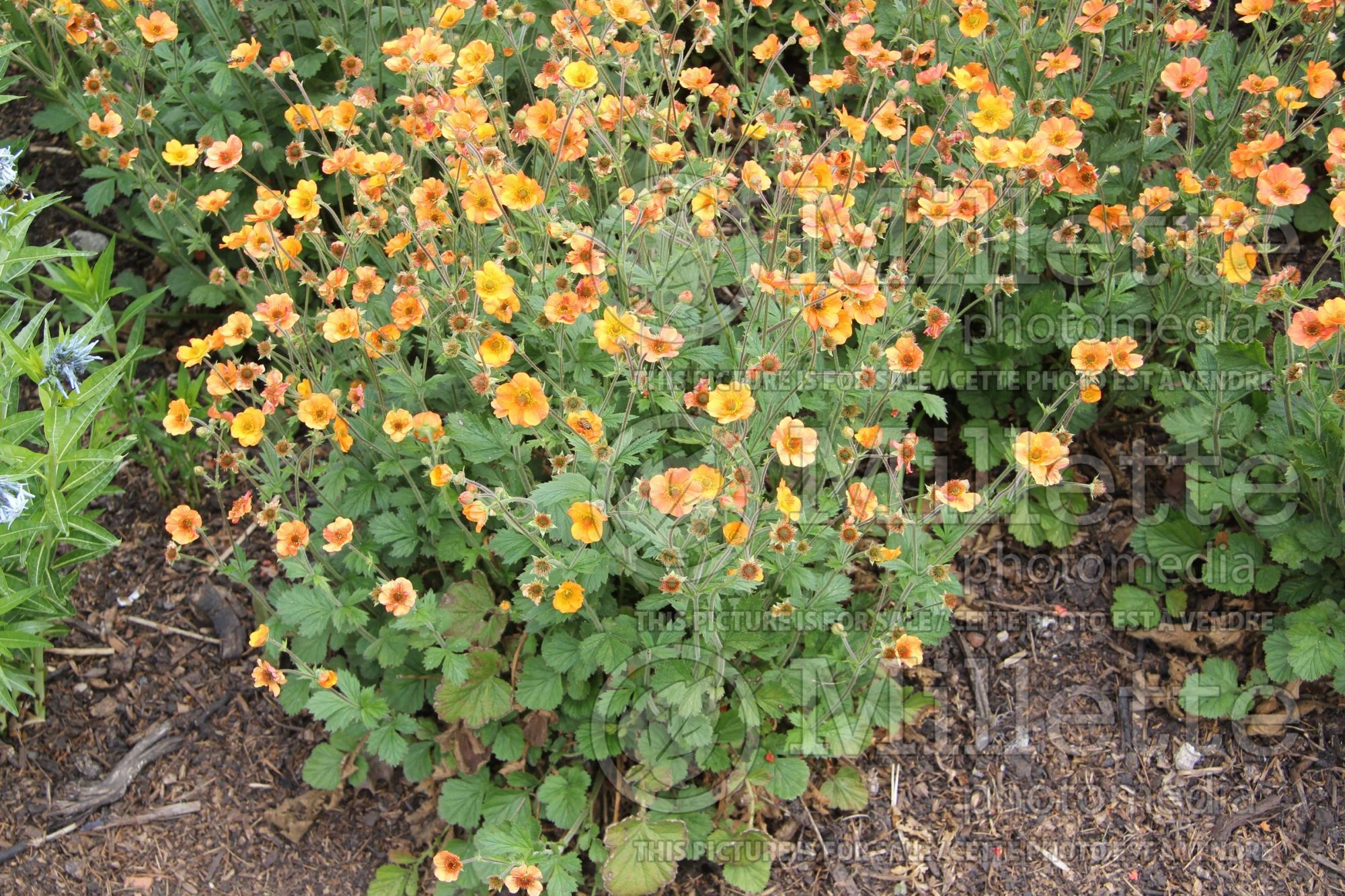 Geum Totally Tangerine aka Tim's Tangerine (Avens, Geum) 5