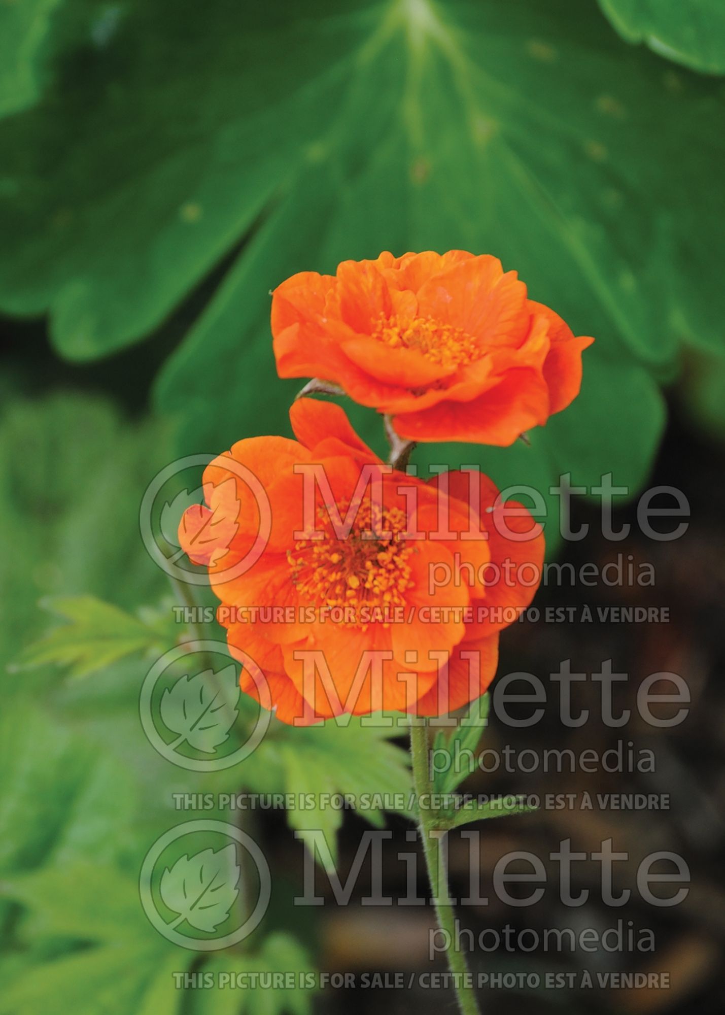 Geum Werner Arends (avens) 1