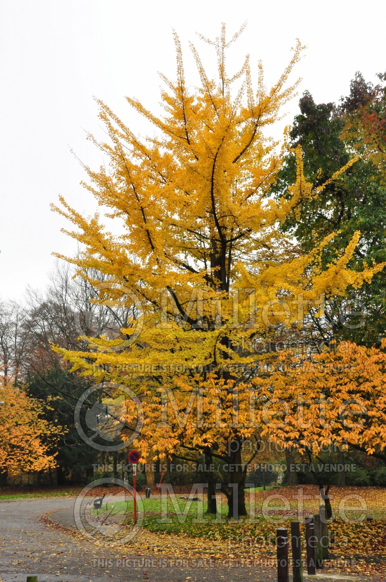Ginkgo biloba (Ginkgo) 15