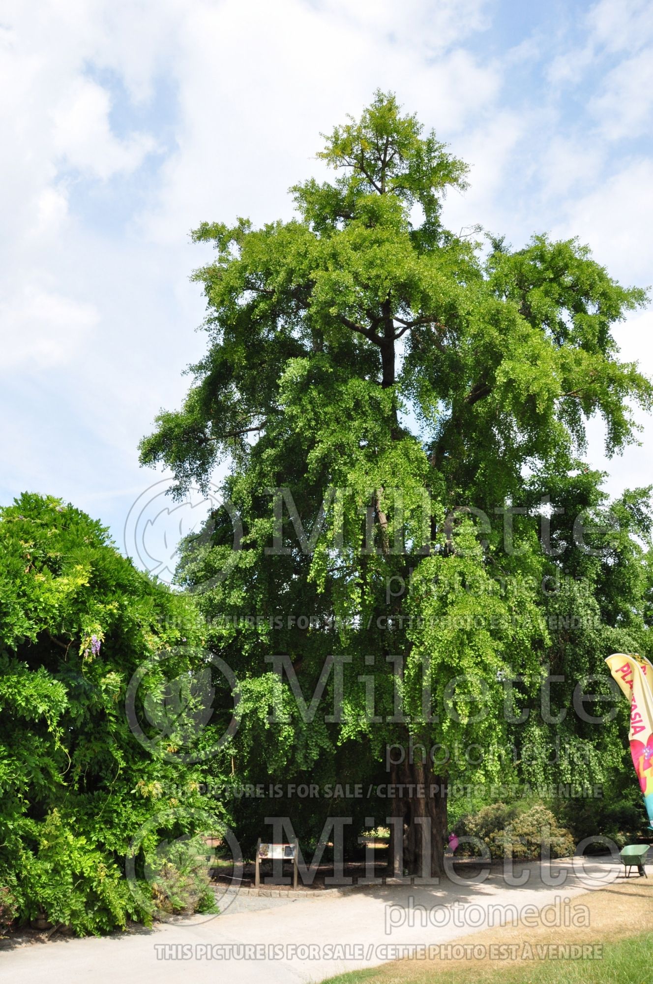 Ginkgo biloba (Ginkgo) 16