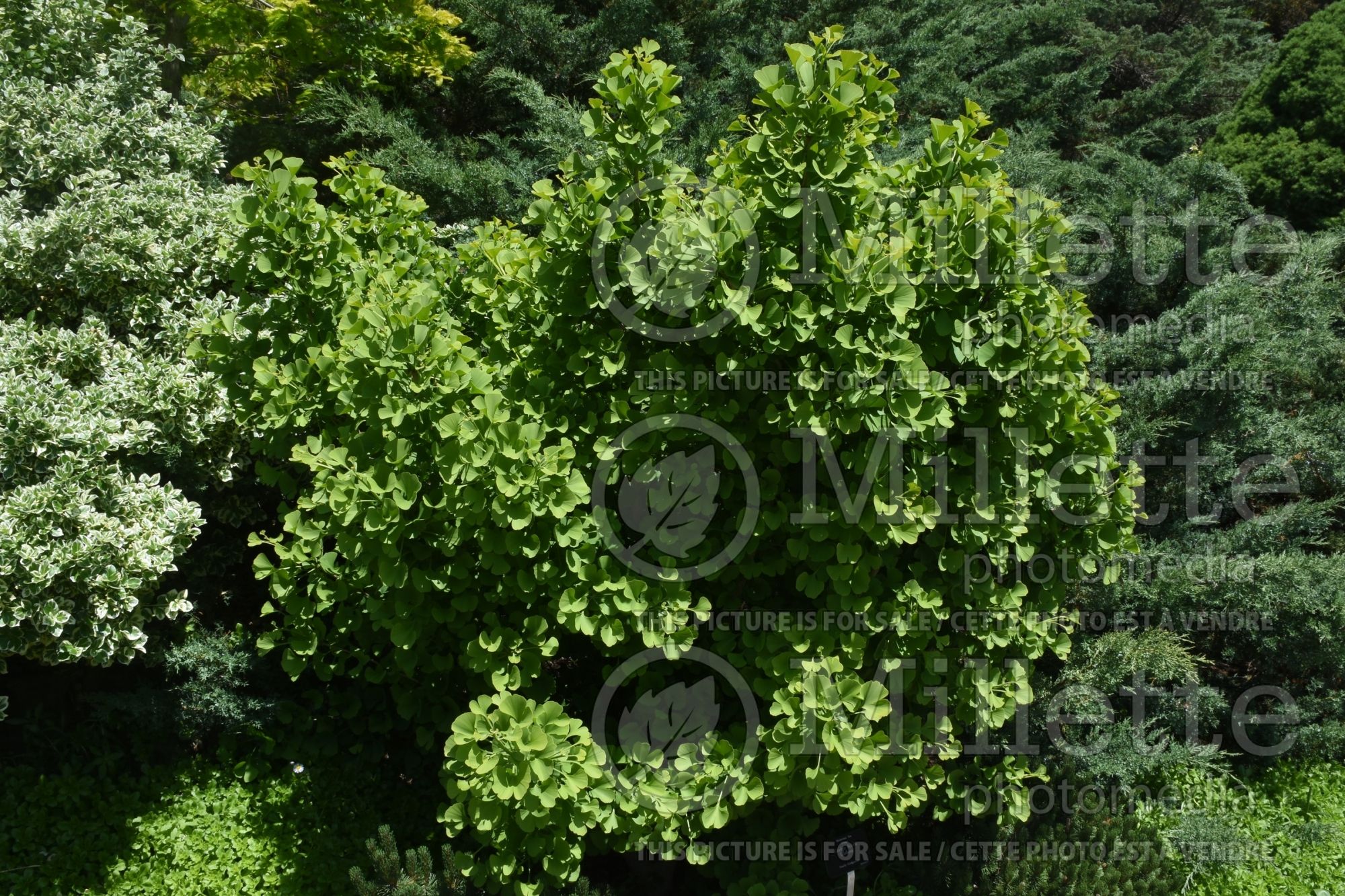 Ginkgo Globosa (Ginkgo conifer) 1