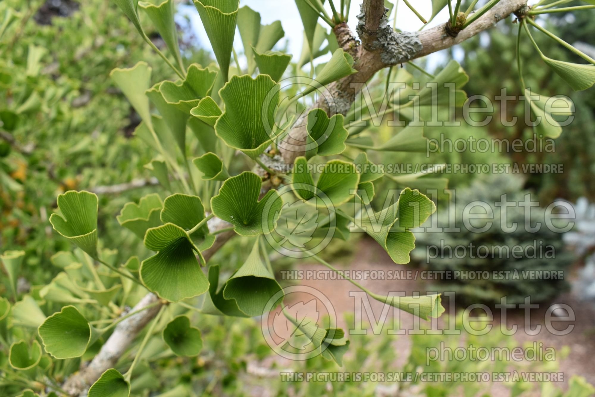 Ginkgo Tubiformis (Ginkgo) 1