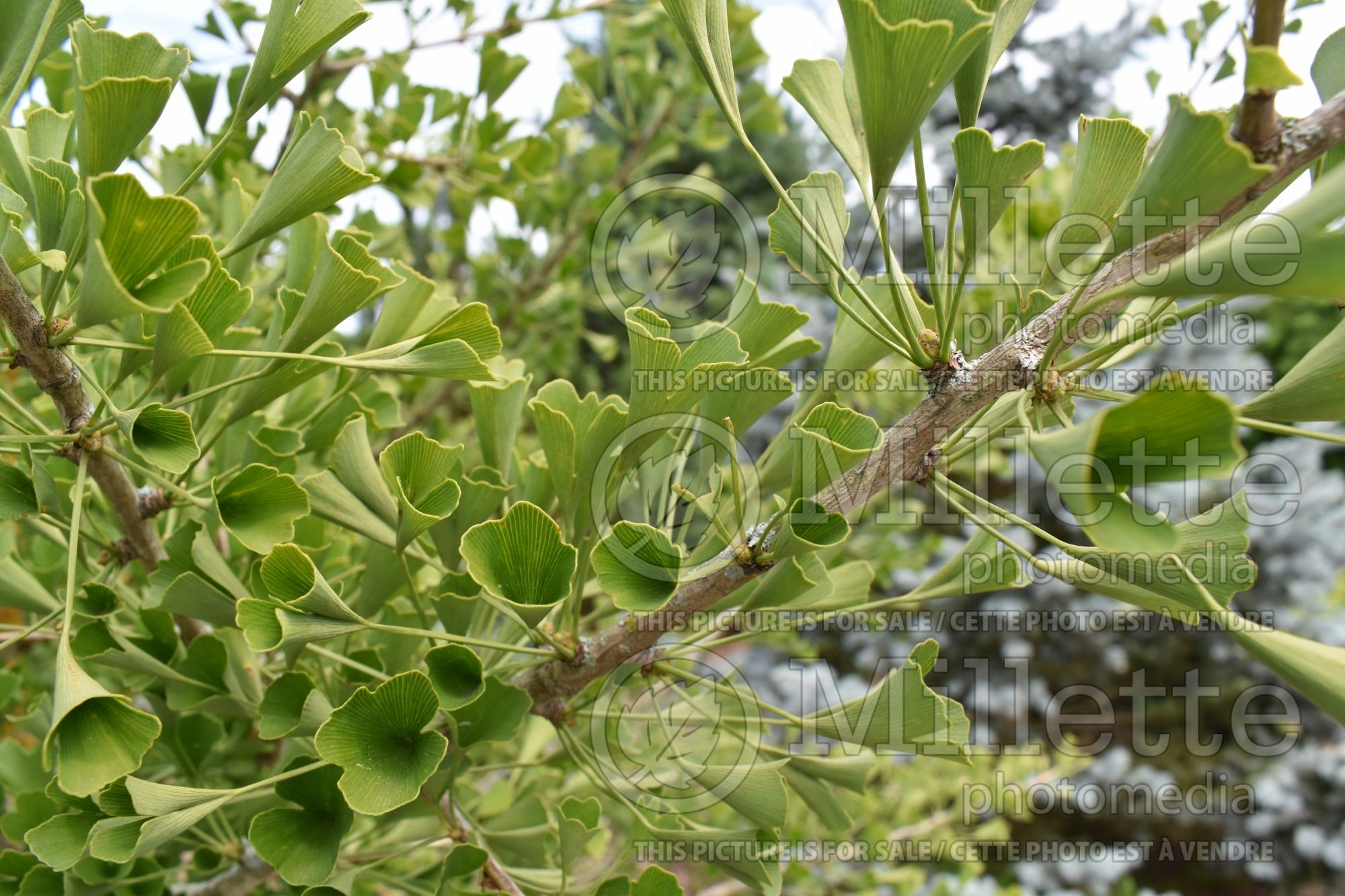 Ginkgo Tubiformis (Ginkgo) 2