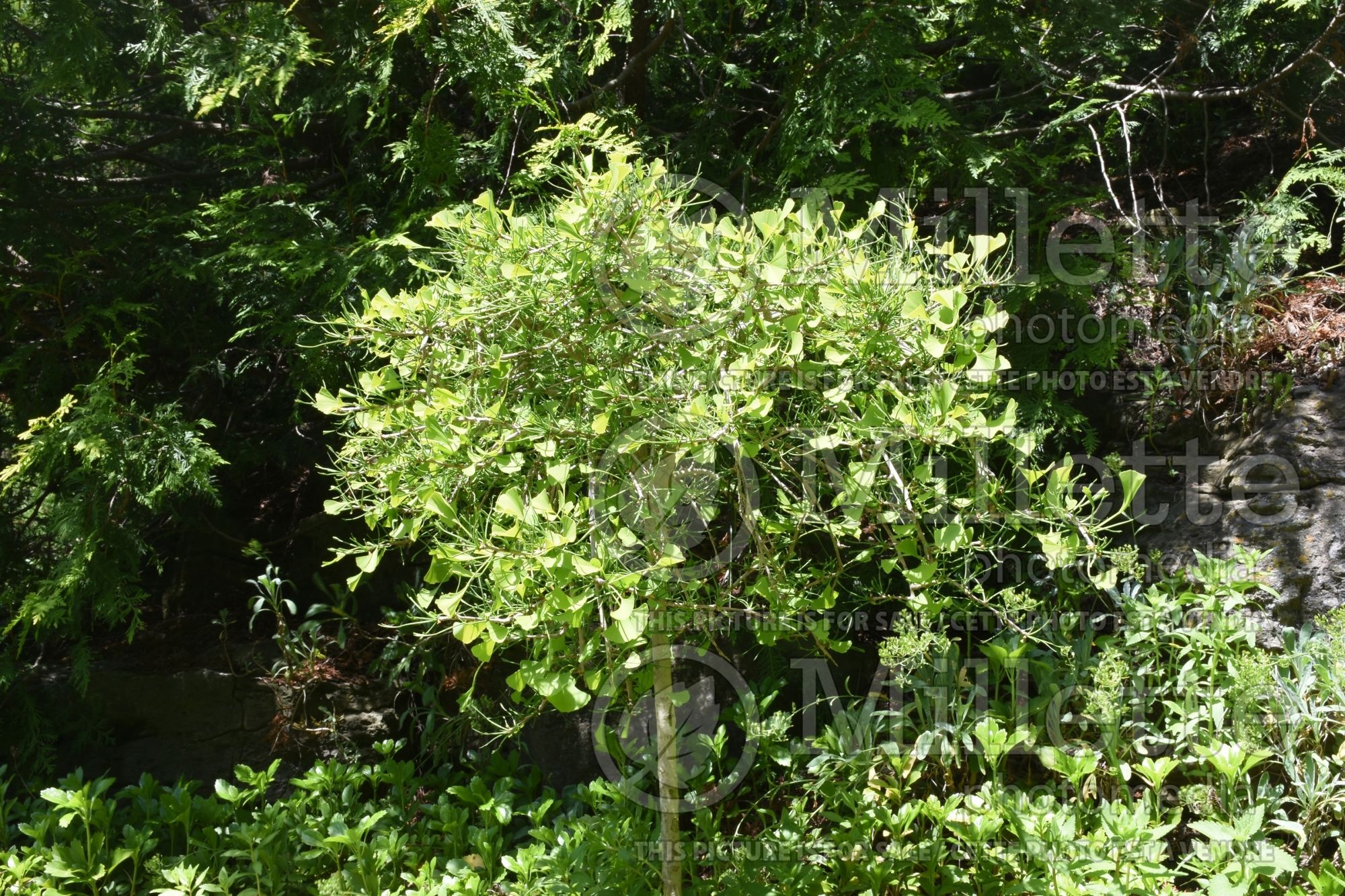 Ginkgo Weeping Wonder (Ginkgo) 1