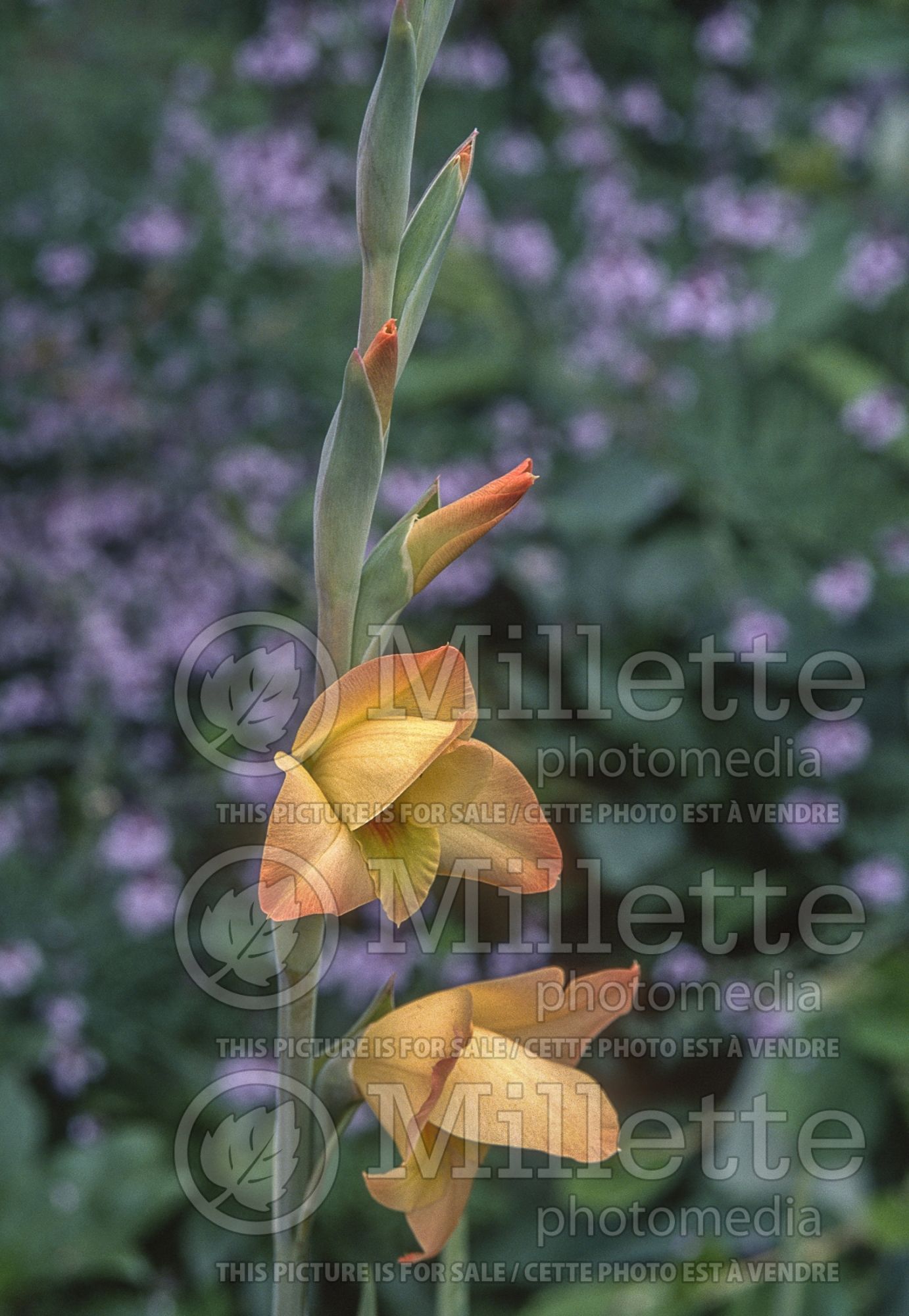 Gladiolus Boone (Gladiolus) 3